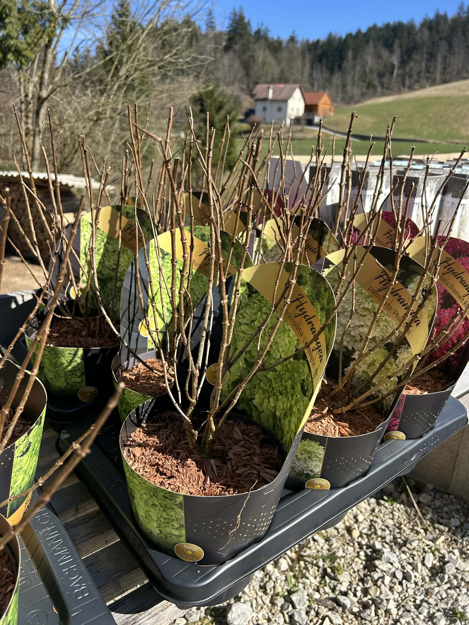 Latasta hortenzija (hydrangea paniculata)