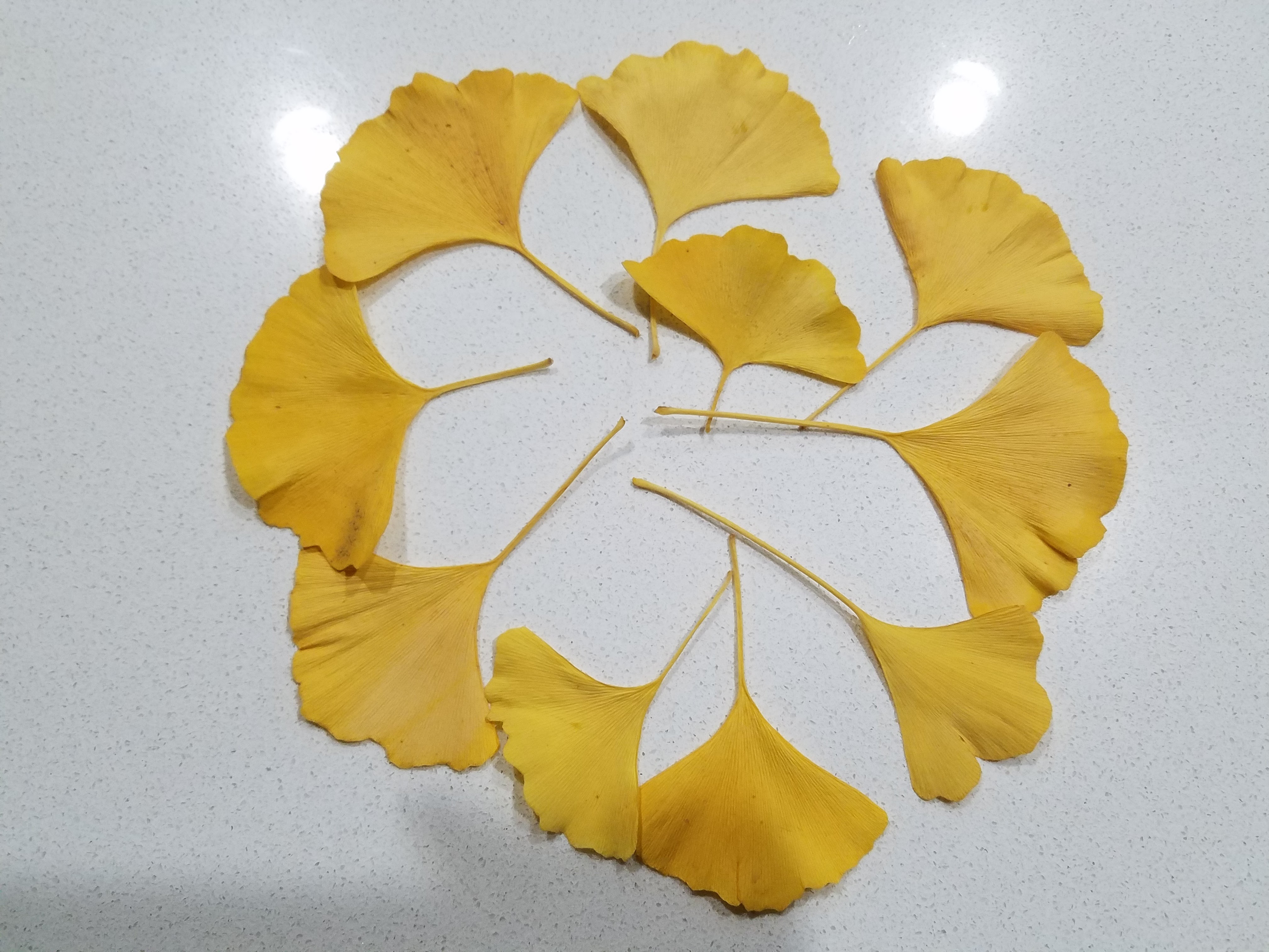 10 Dried Ginkgo Leaves