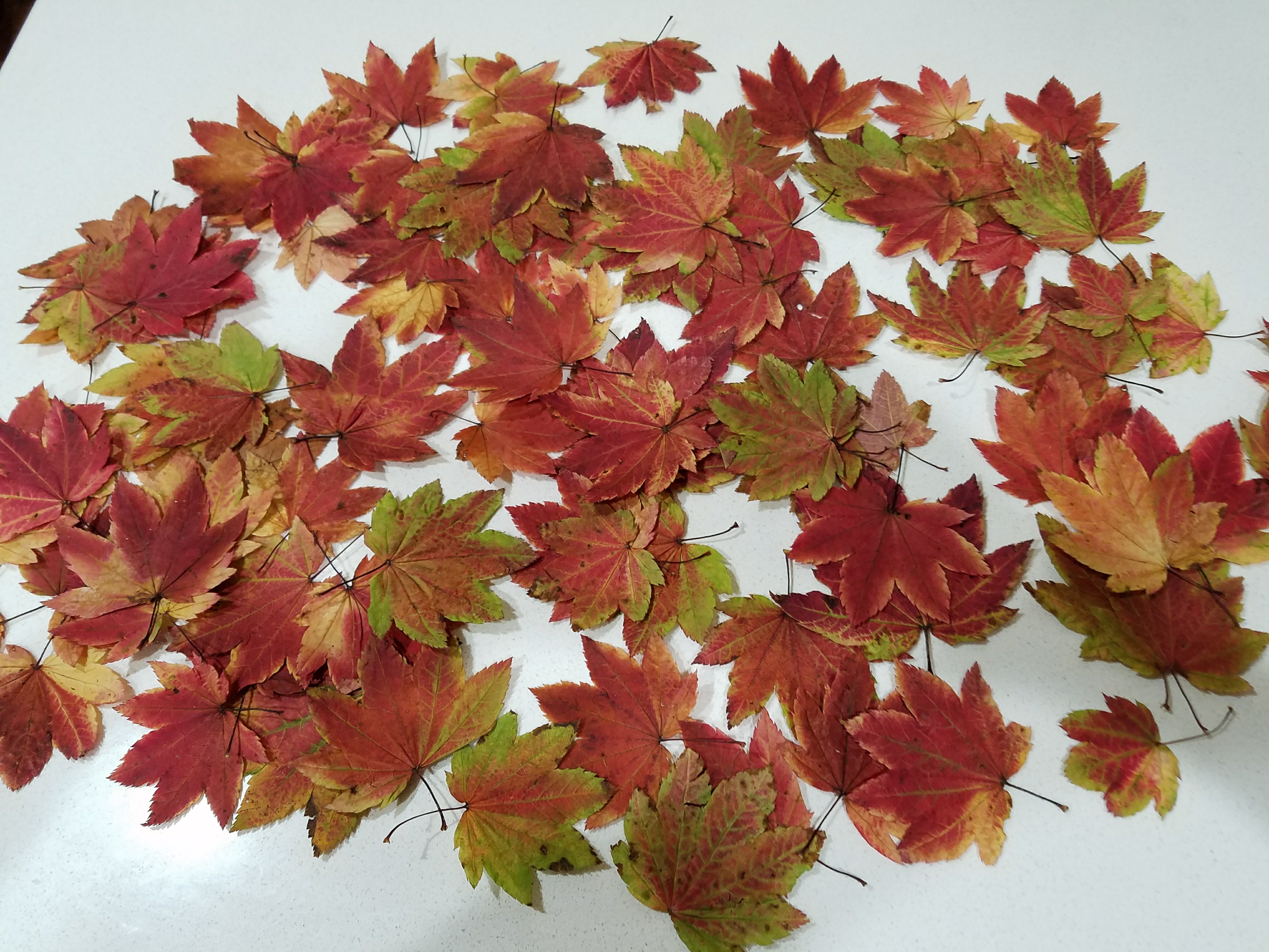 25 Dried Rare Full Moon Japanese Maple Leaves