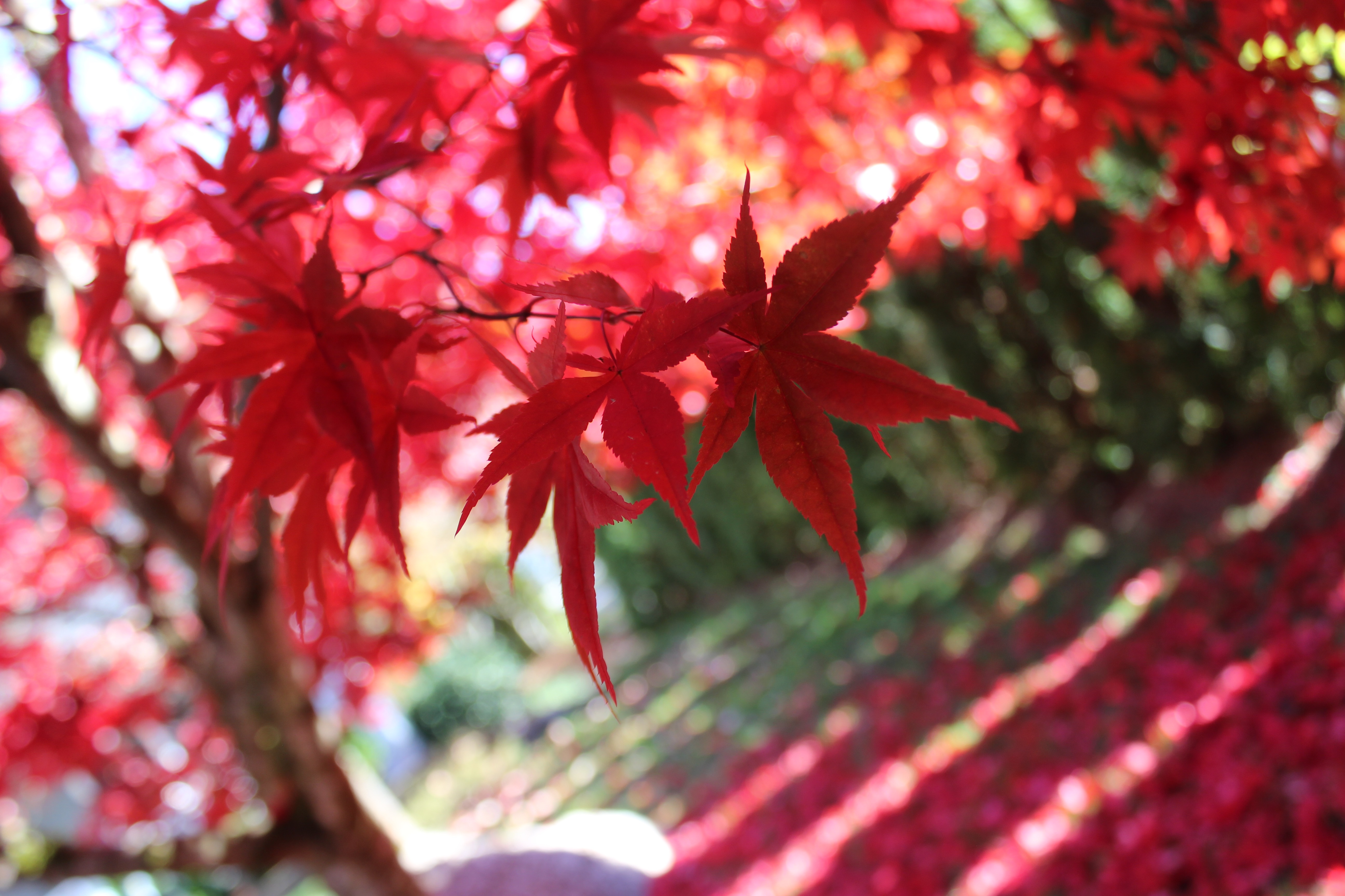 25 Dried/Pressed Japanese Maple Leaves