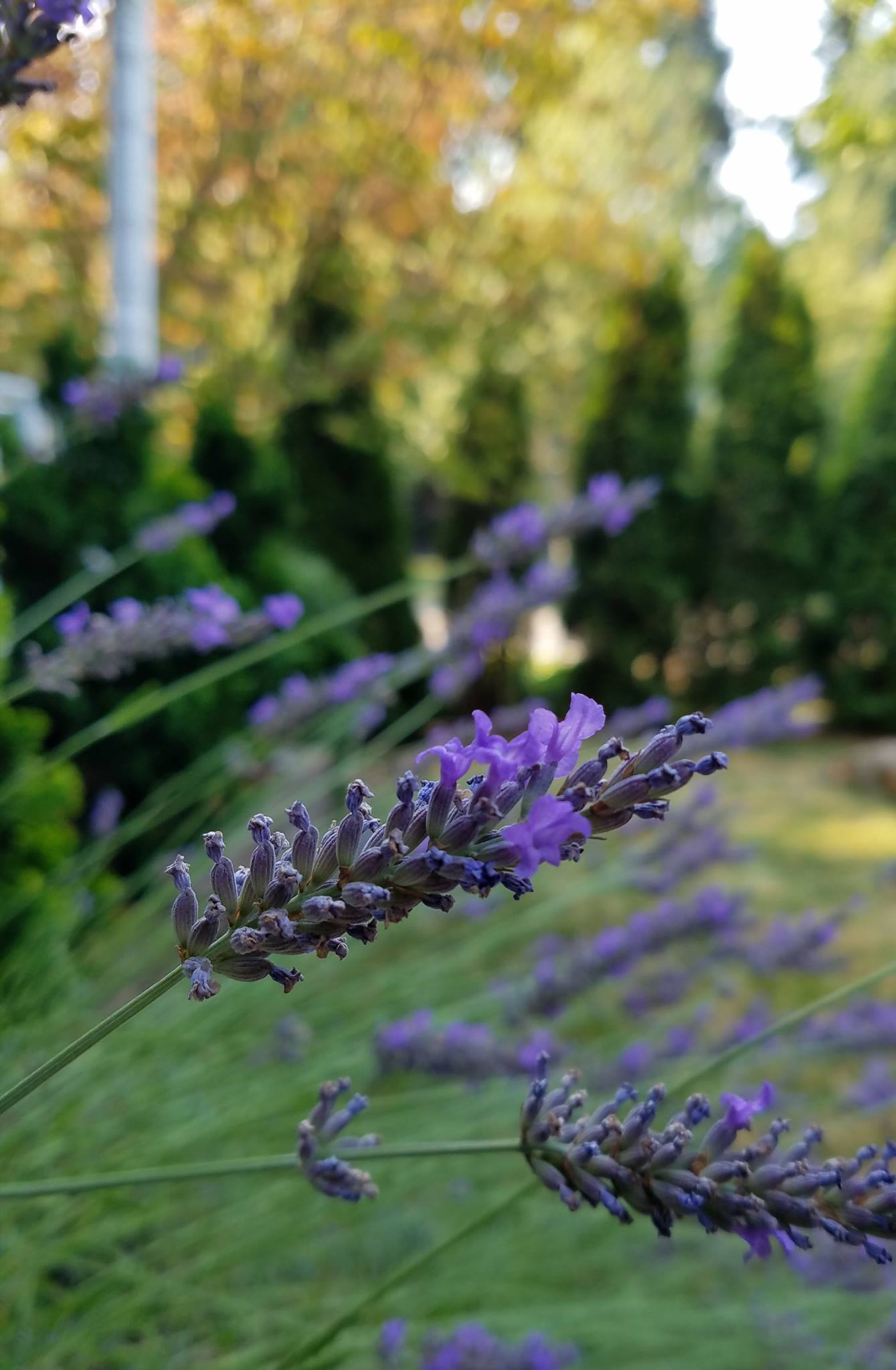 150 stems Dried Lavender Bouquet naturally dried from my garden