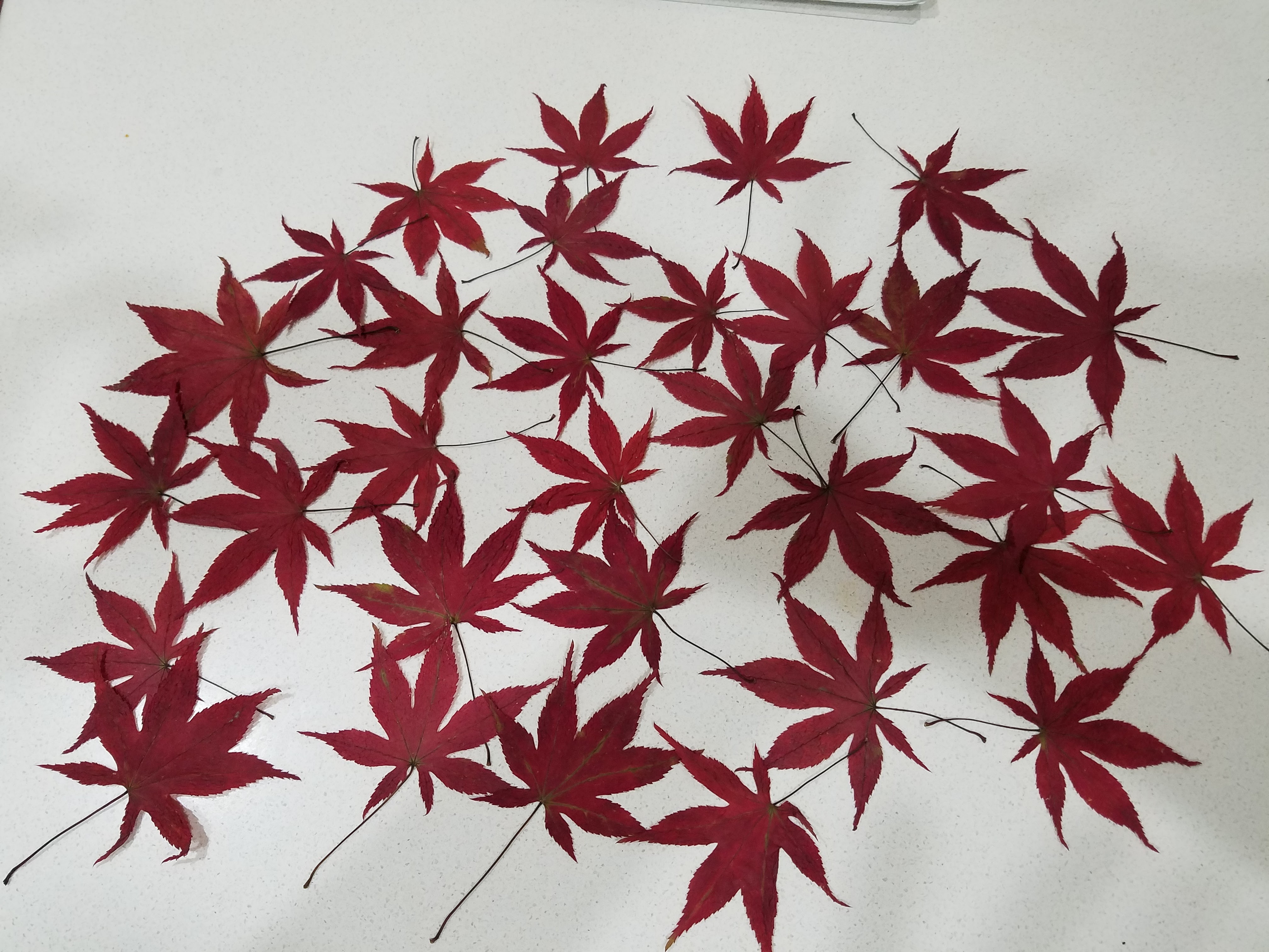 25 Dried/Pressed Japanese Maple Leaves