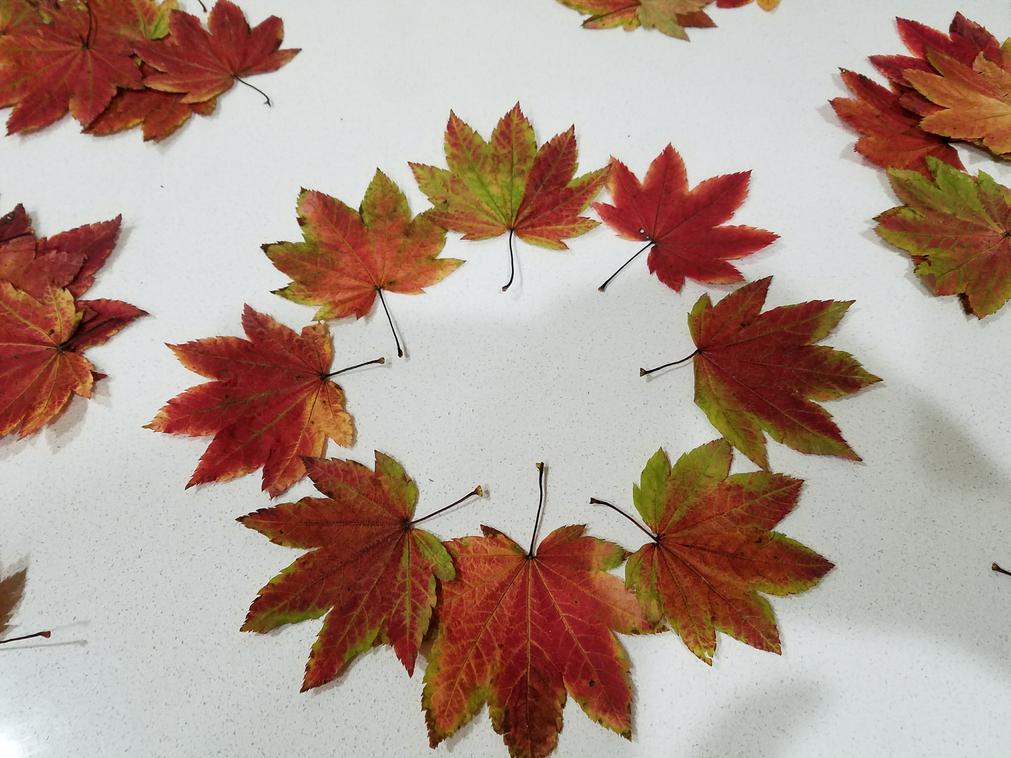 25 Dried Rare Full Moon Japanese Maple Leaves