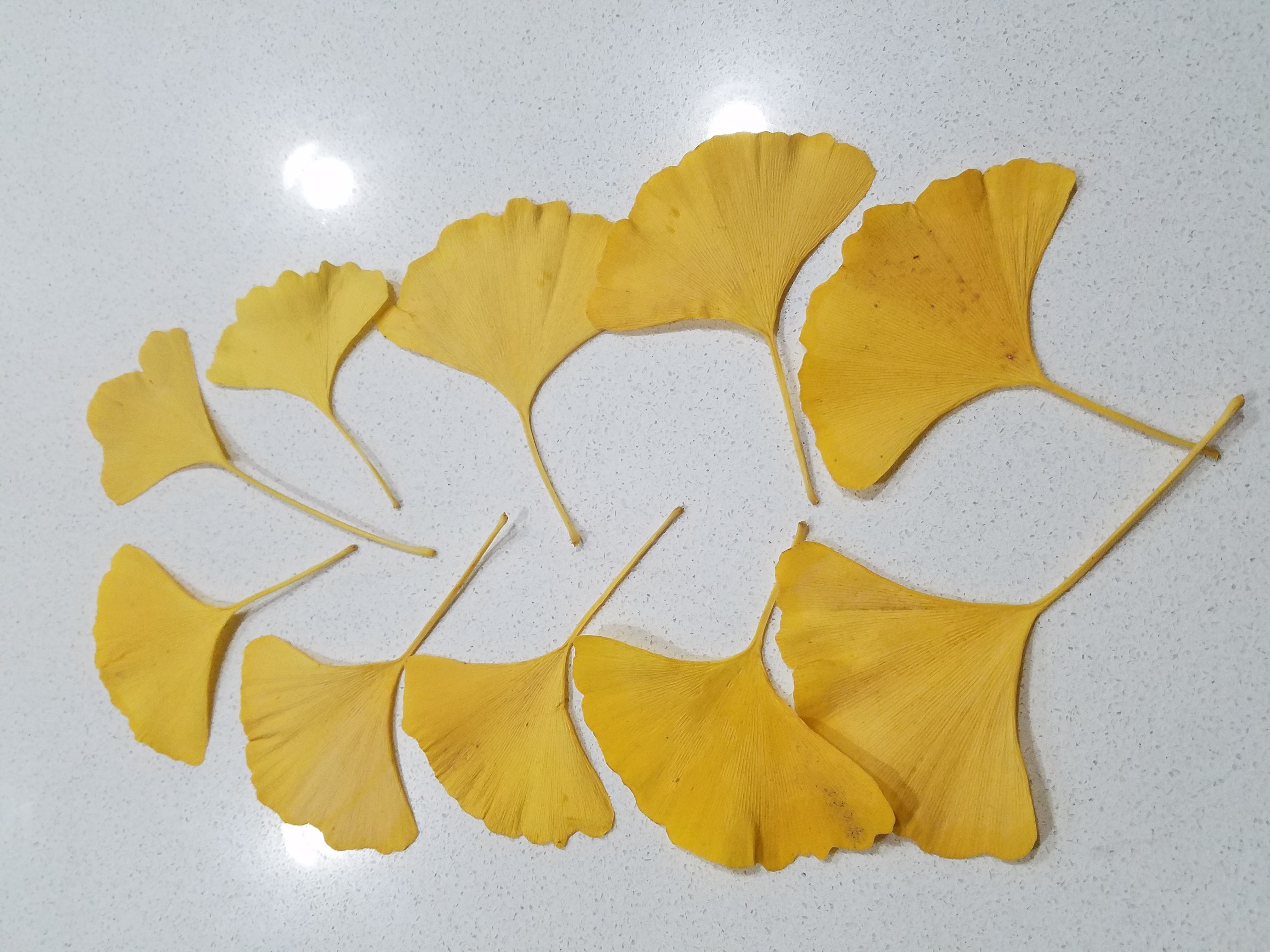 10 Dried Ginkgo Leaves