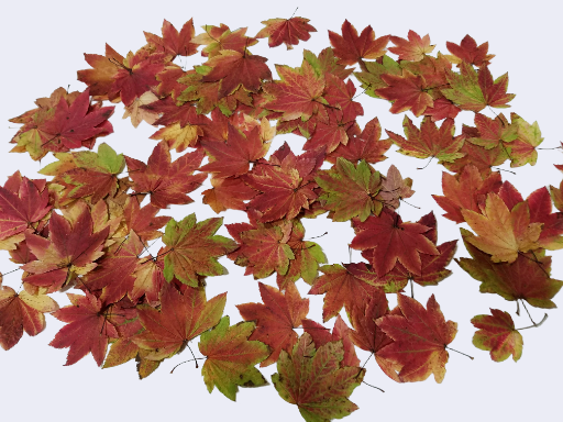25 Dried Rare Full Moon Japanese Maple Leaves