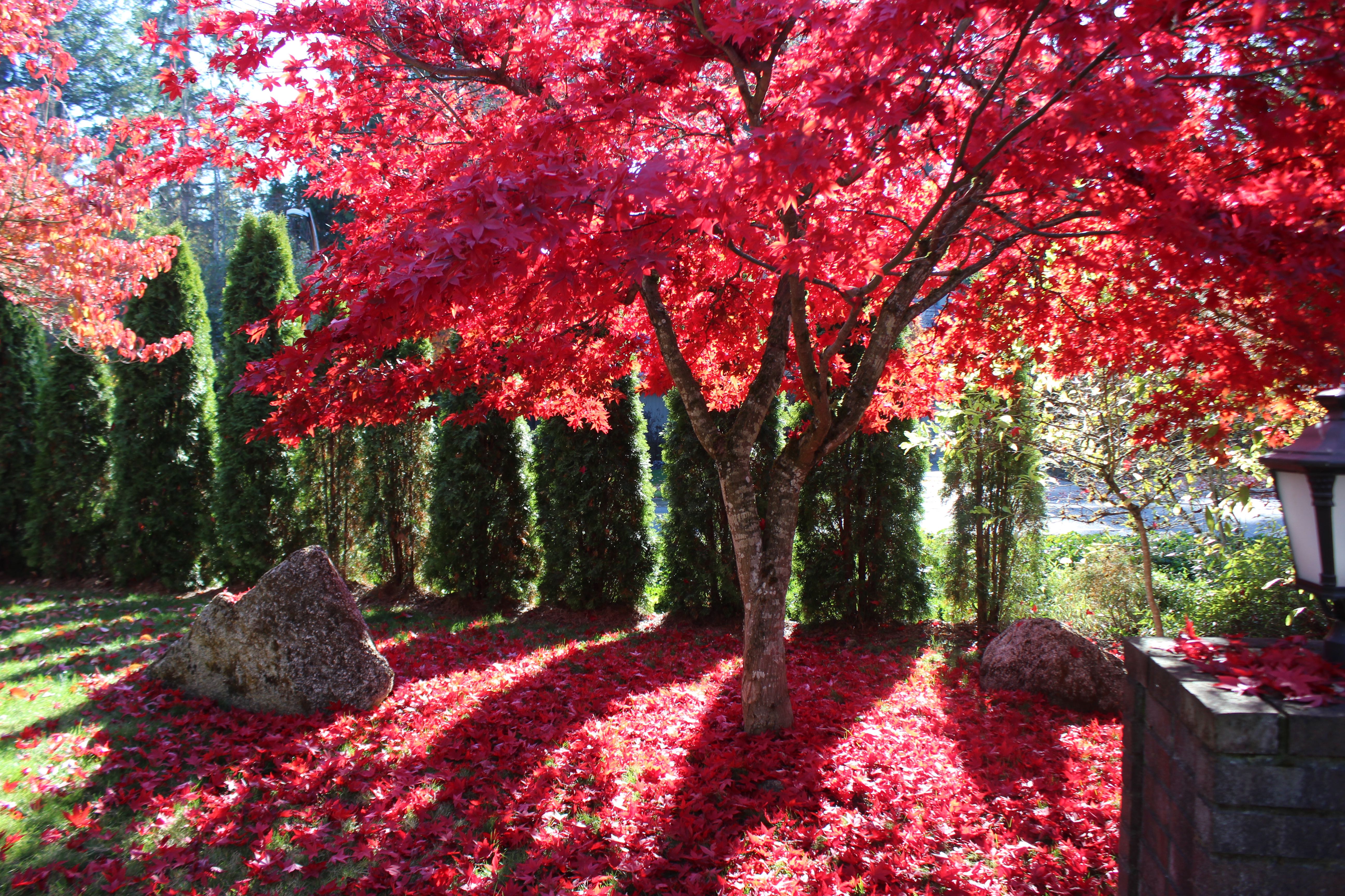 25 Dried/Pressed Japanese Maple Leaves