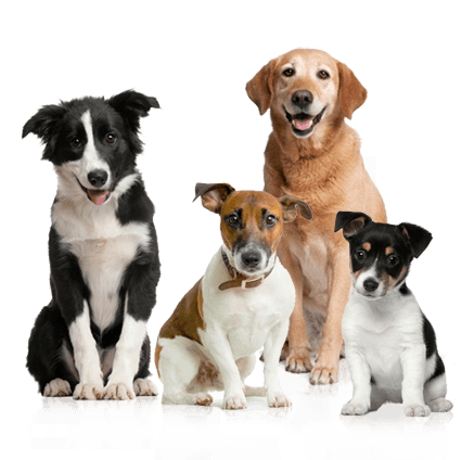 Productos para el cuidado de mascotas