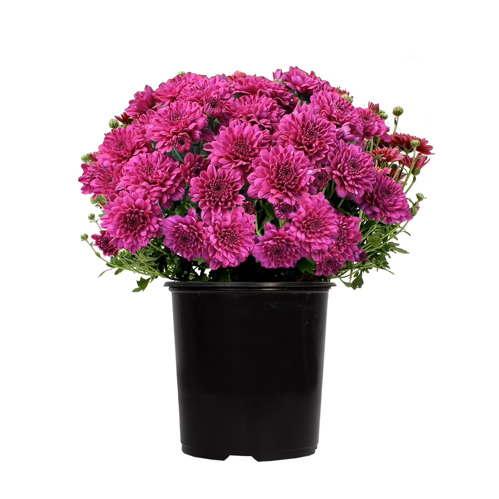 1 Gallon Live Mum