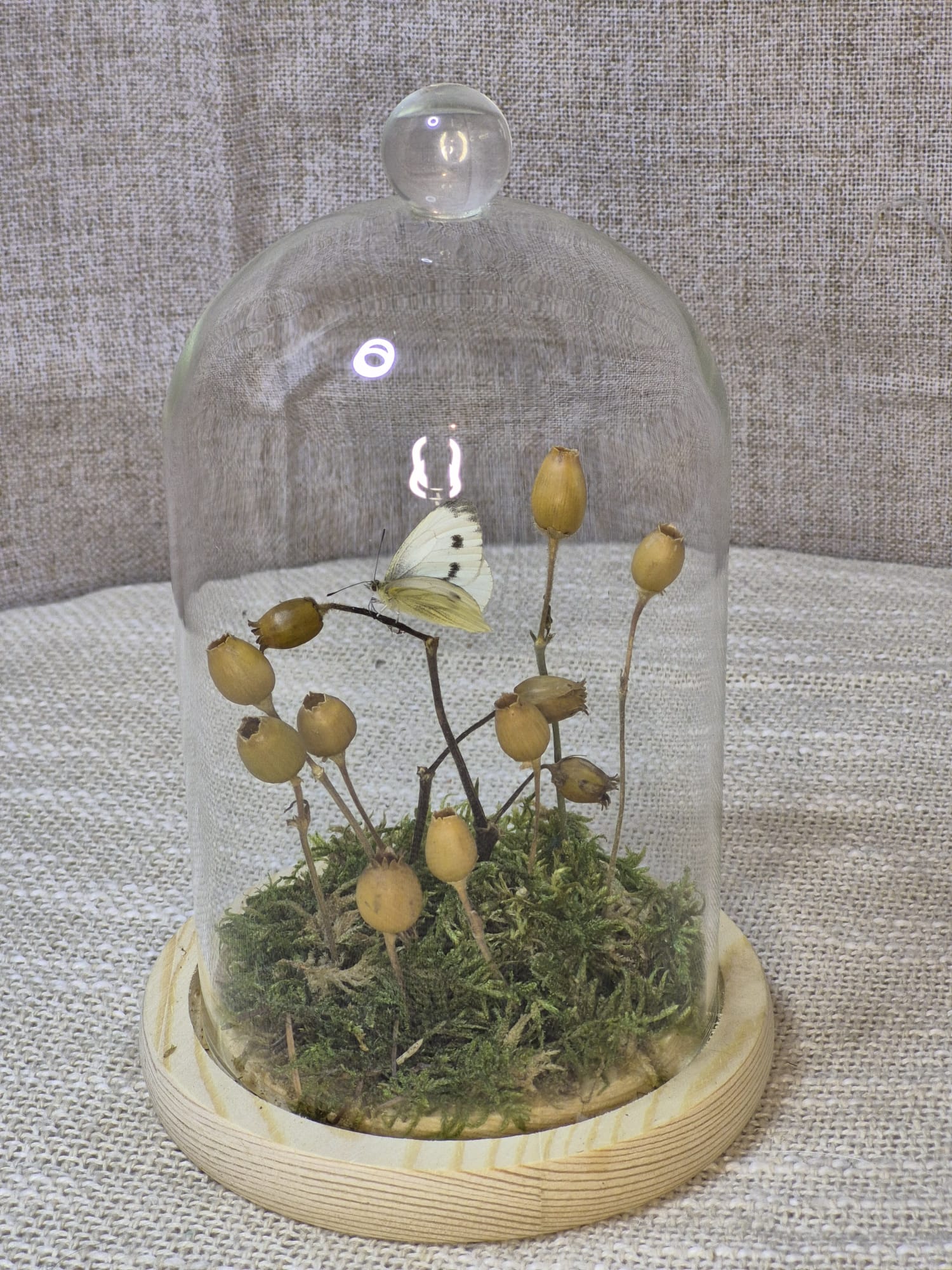 Le papillon des cosses