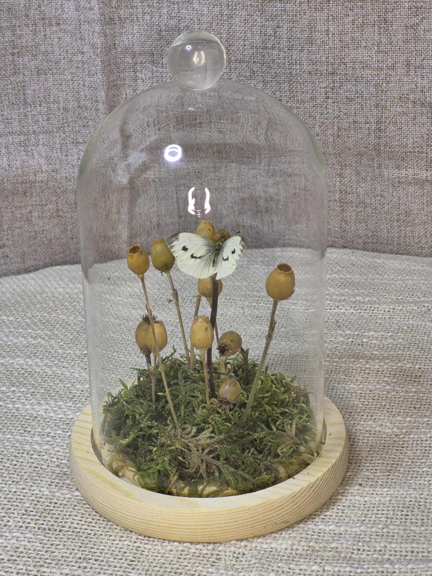 Le papillon des cosses