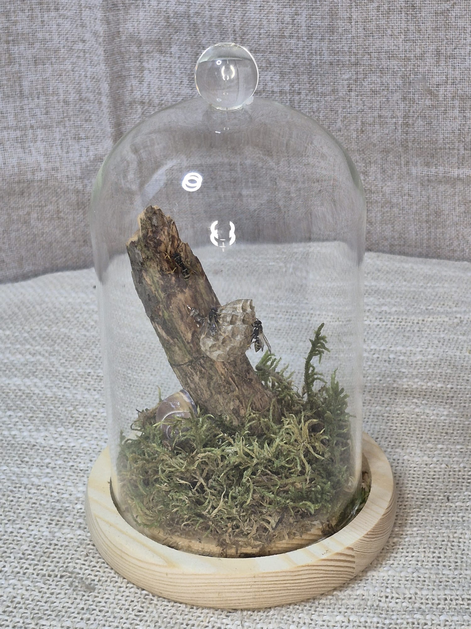 les sentinelles de la forêt 