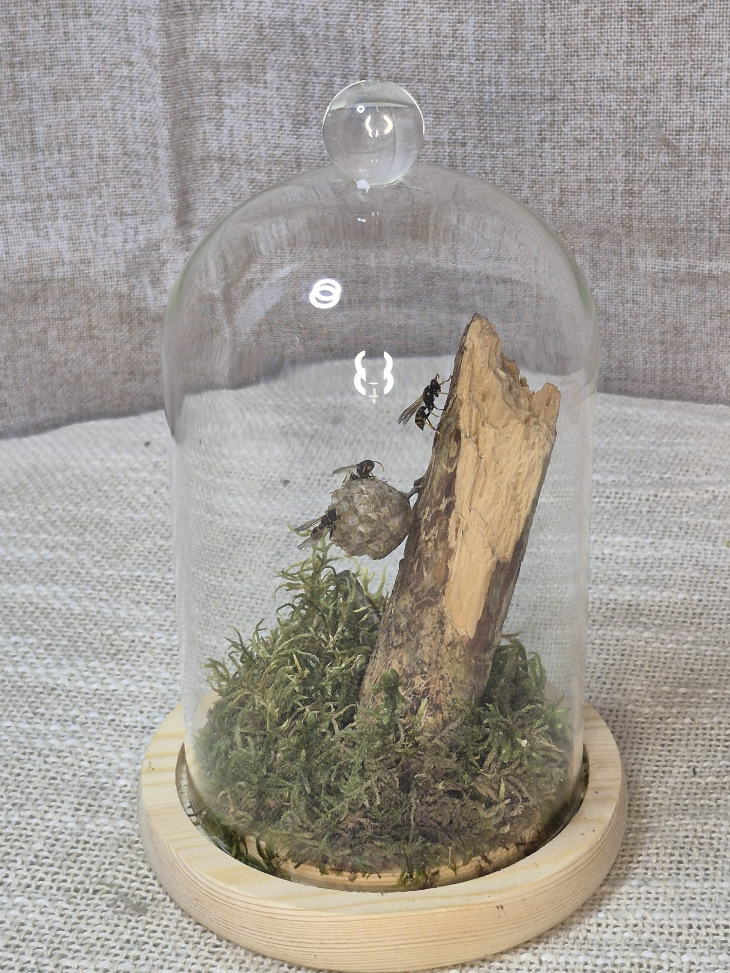 les sentinelles de la forêt