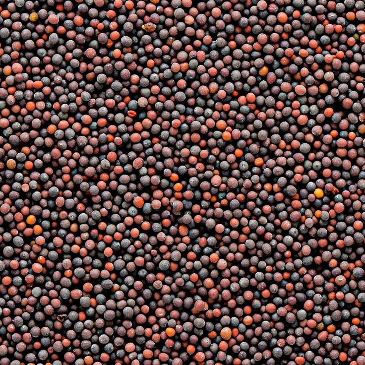Black Mustard Seeds