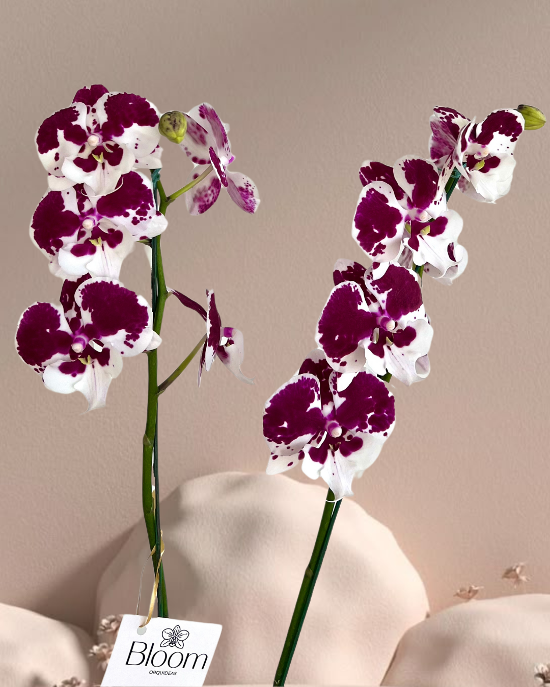 Orquídea Phalenopsis Red Velvet