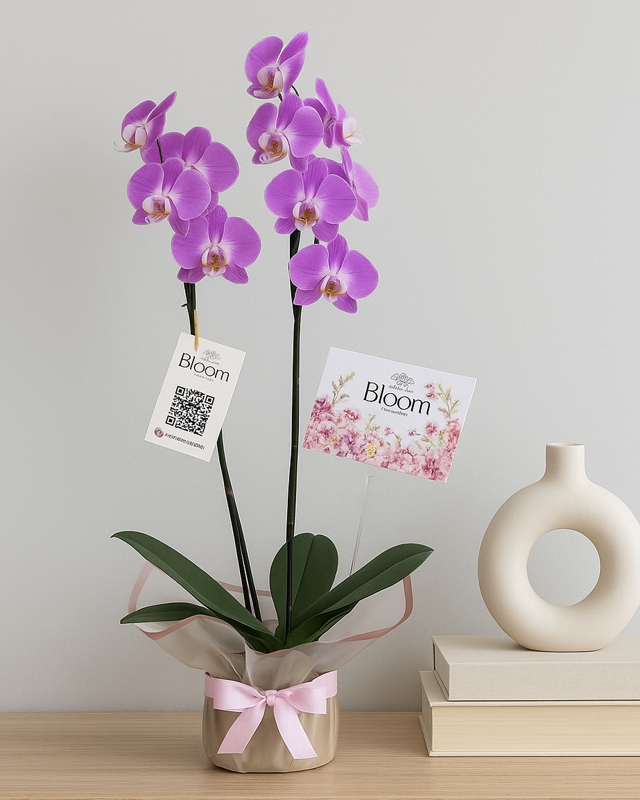 Orquídea Phalenopsis violeta