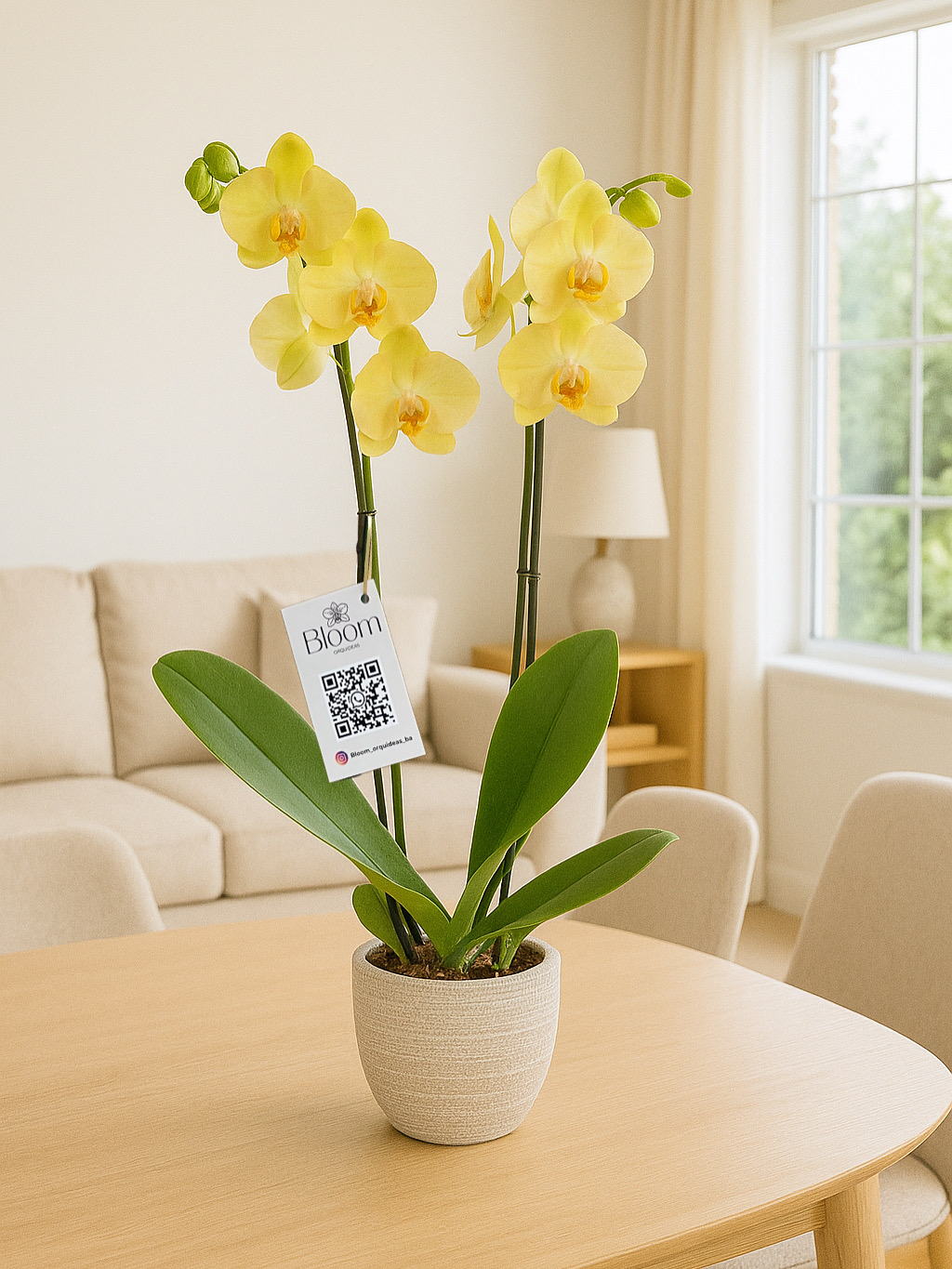 Orquídea Phalenopsis Amarilla