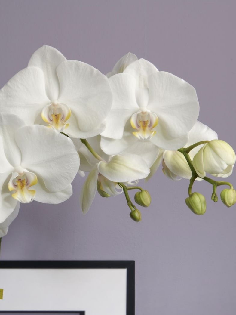 Orquidea Phalenopsis Premium Blanca