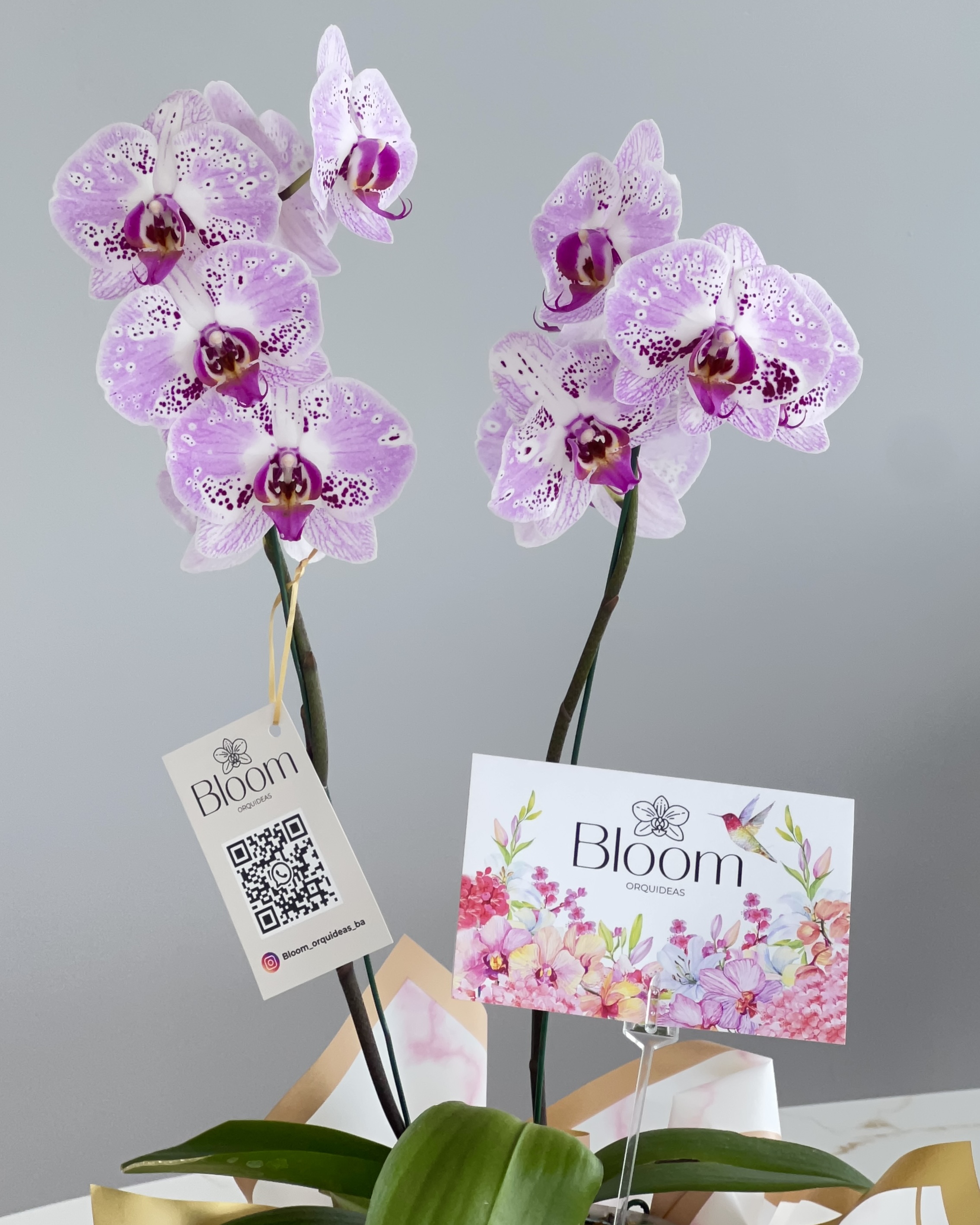 Orquídea rosa y lunares violeta