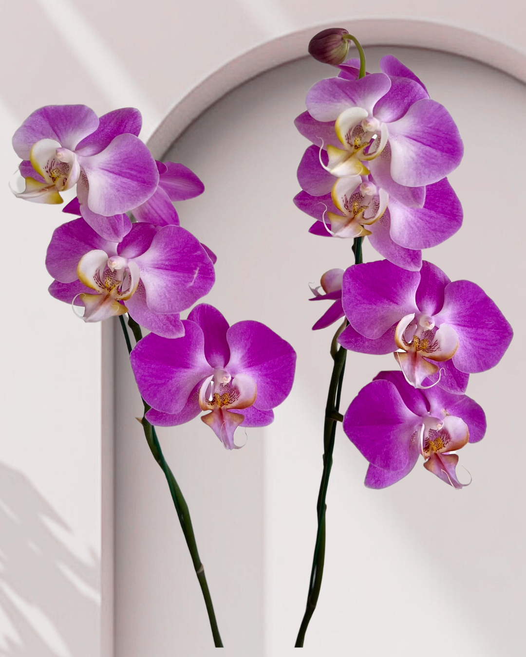 Orquídea Phalenopsis violeta