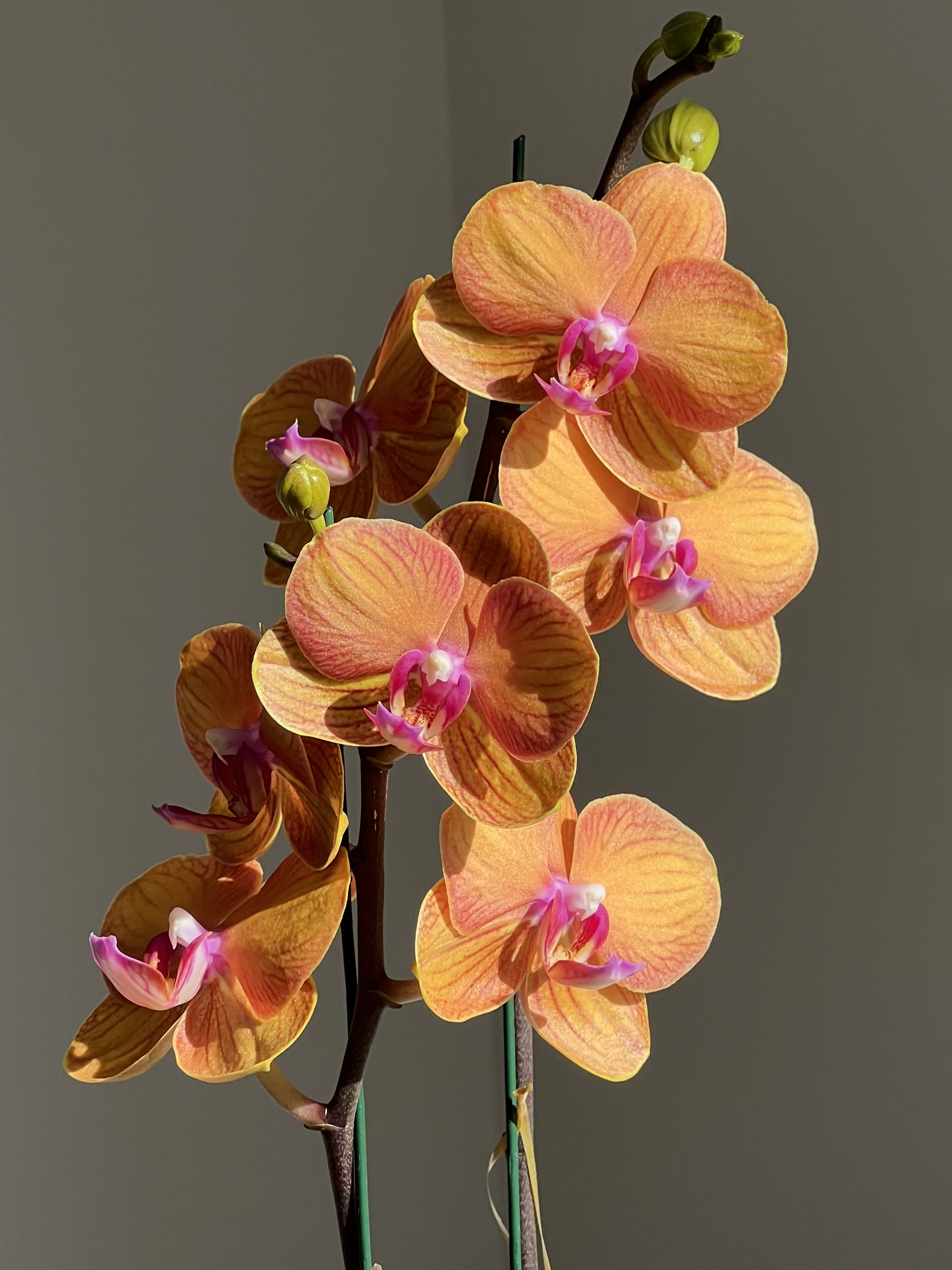 Orquídea Phalenopsis Naranja