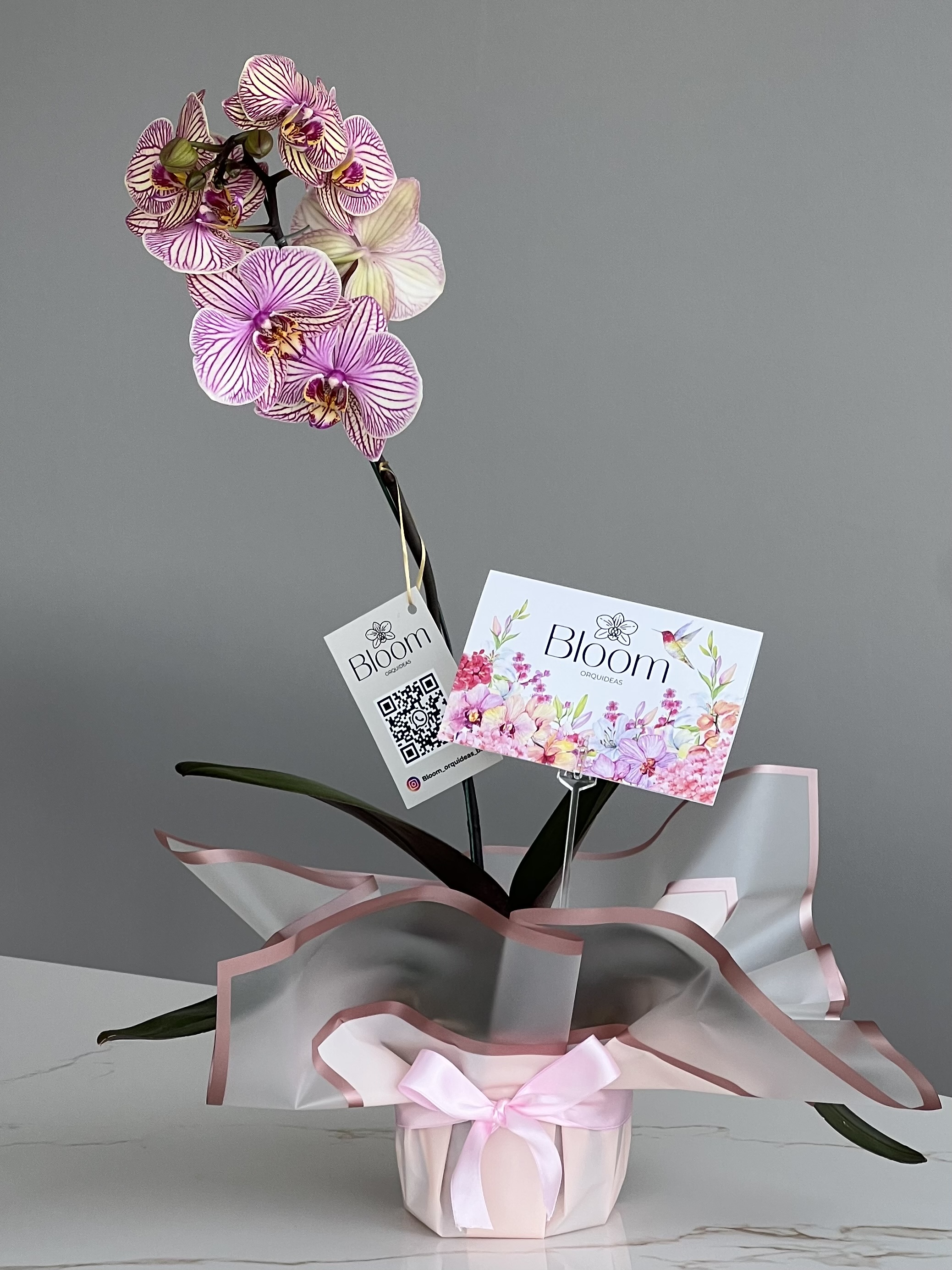 Orquídea Phalenopsis Rayas Violeta