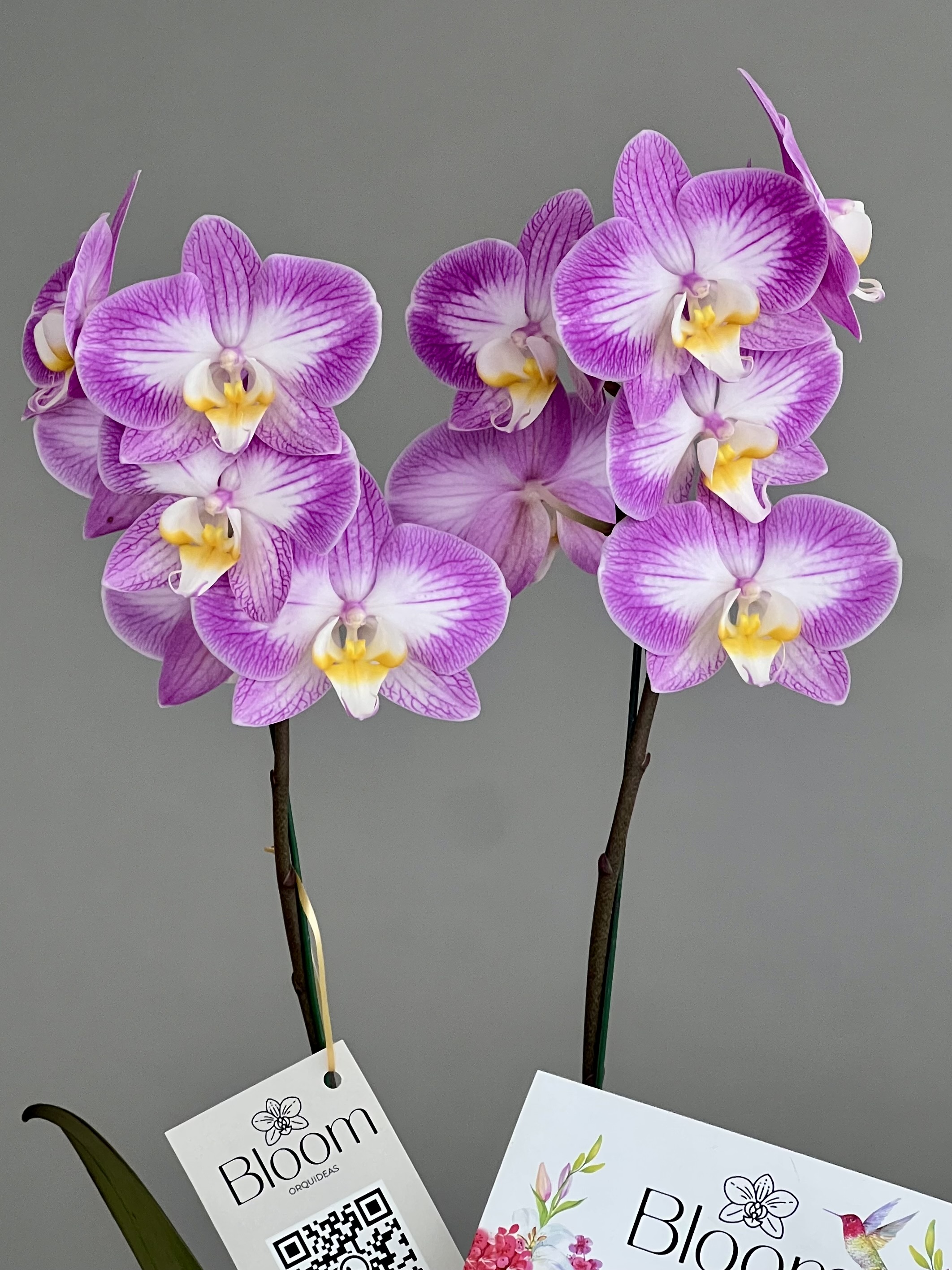 Orquídea Phalenopsis Violeta y Blanco