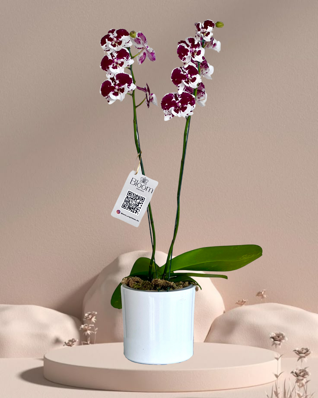 Orquídea Phalenopsis Red Velvet