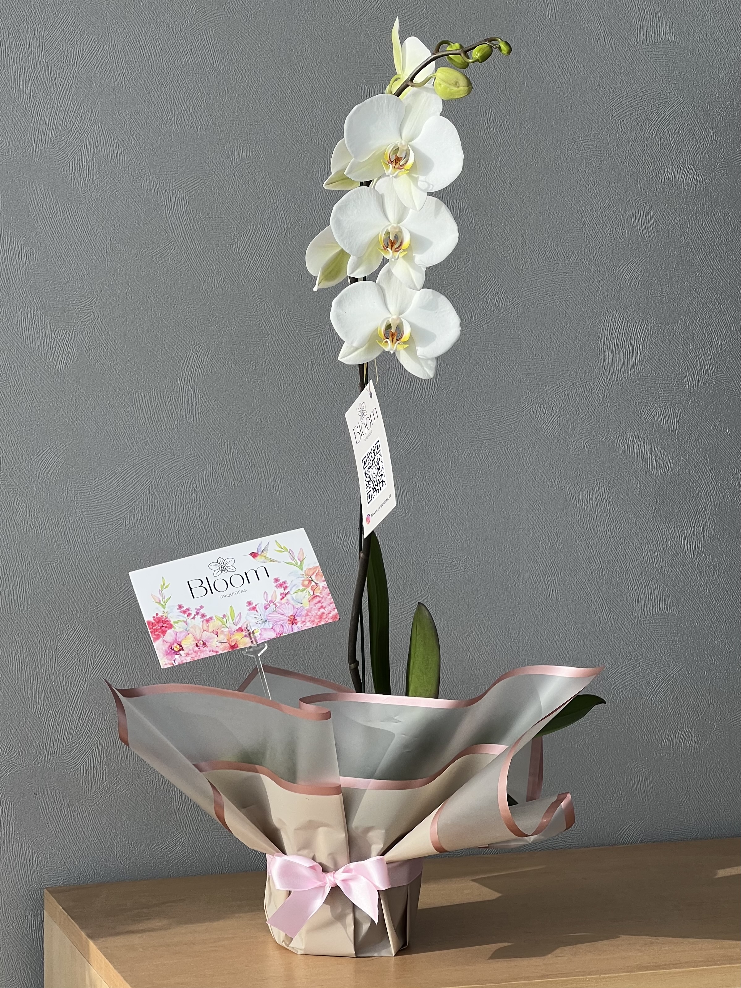 Orquídea Phalenopsis Blanca