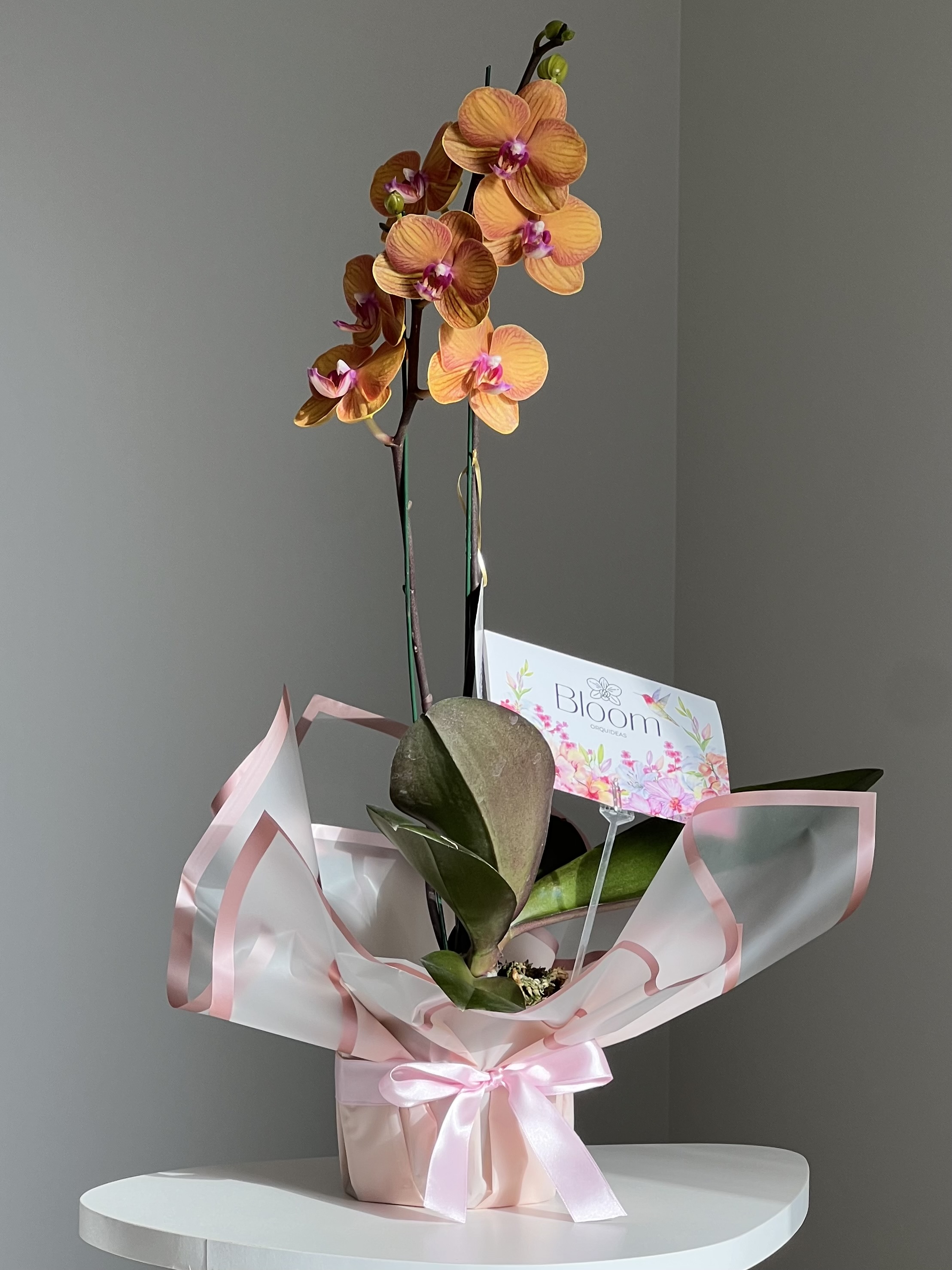 Orquídea Phalenopsis Naranja