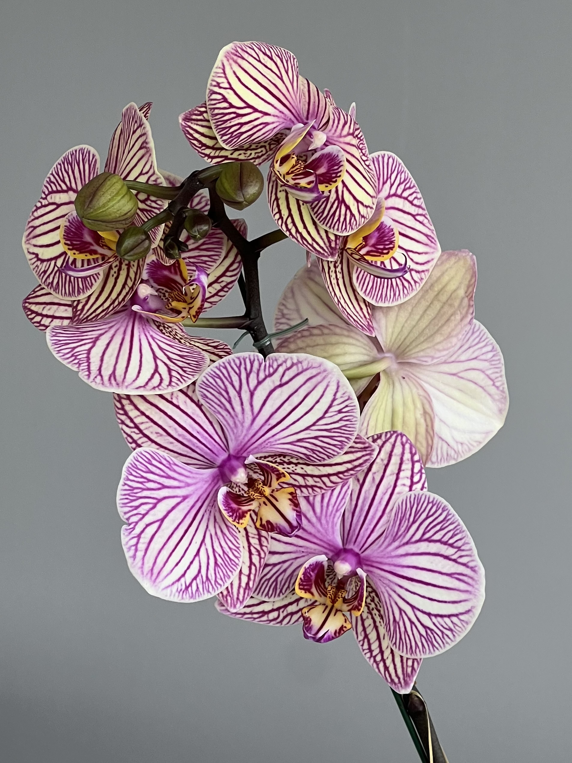 Orquídea Phalenopsis Rayas Violeta