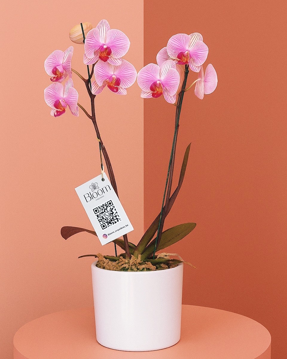 Orquídea Phalenopsis Rosa a Rayas