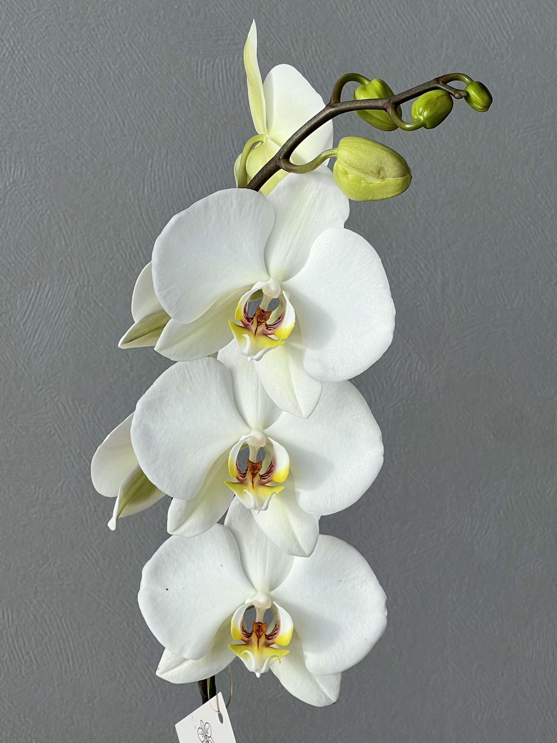 Orquídea Phalenopsis Blanca