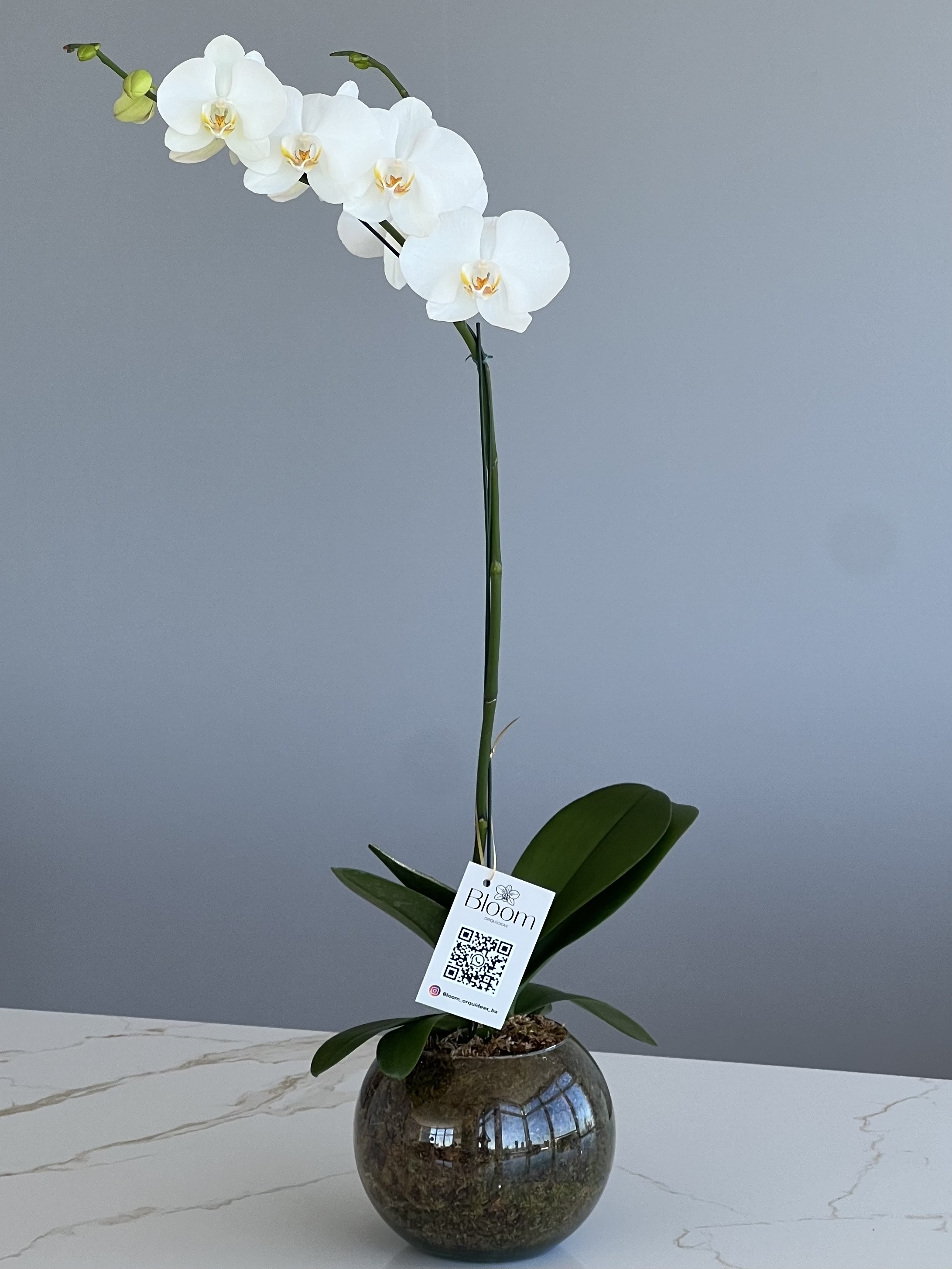 Orquídea Phalenopsis Blanca Maceta de Vidrio