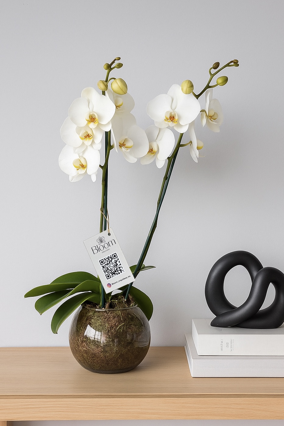 Orquidea Phalenopsis Premium Blanca