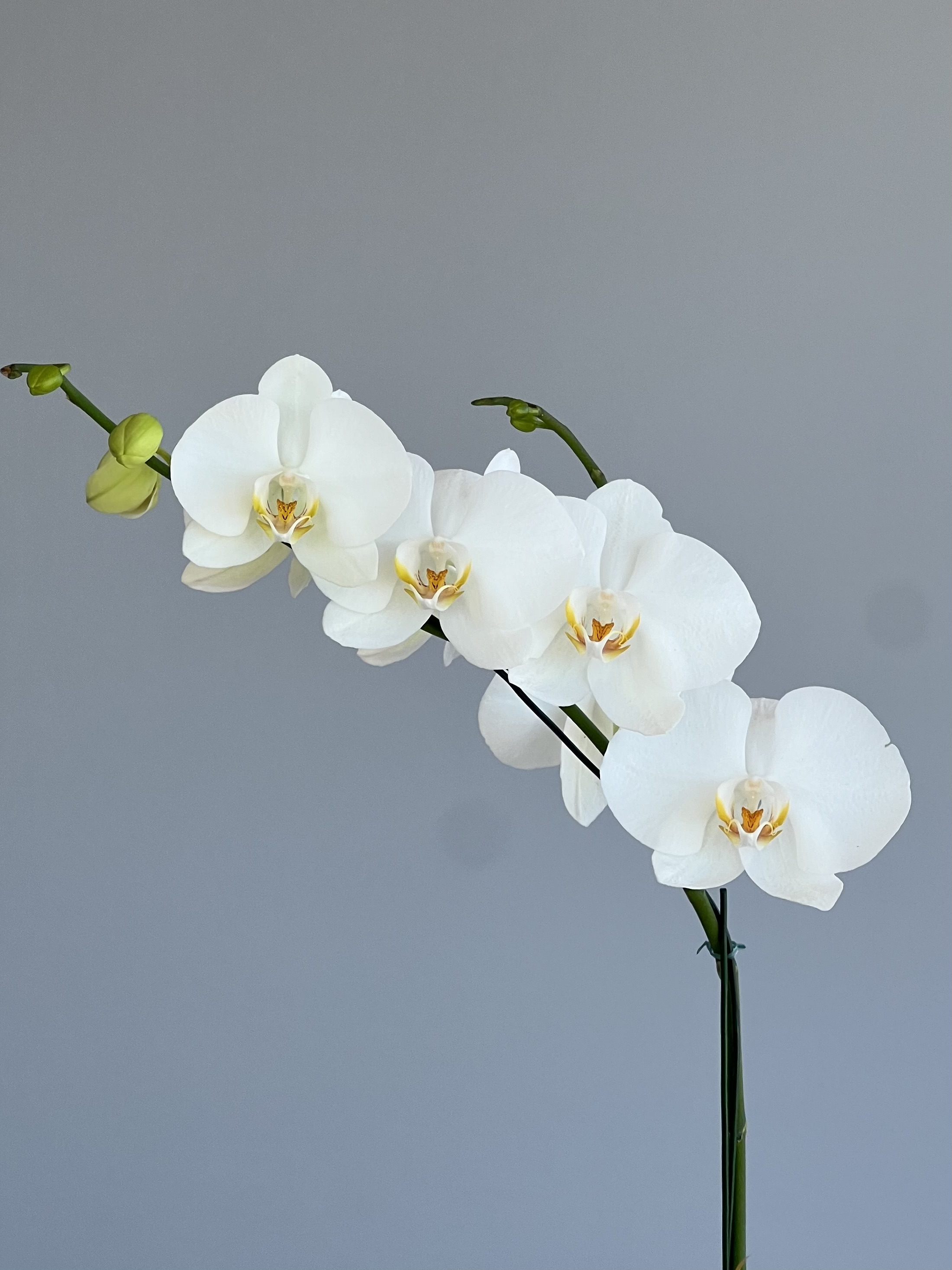 Orquídea Phalenopsis Blanca Maceta de Vidrio