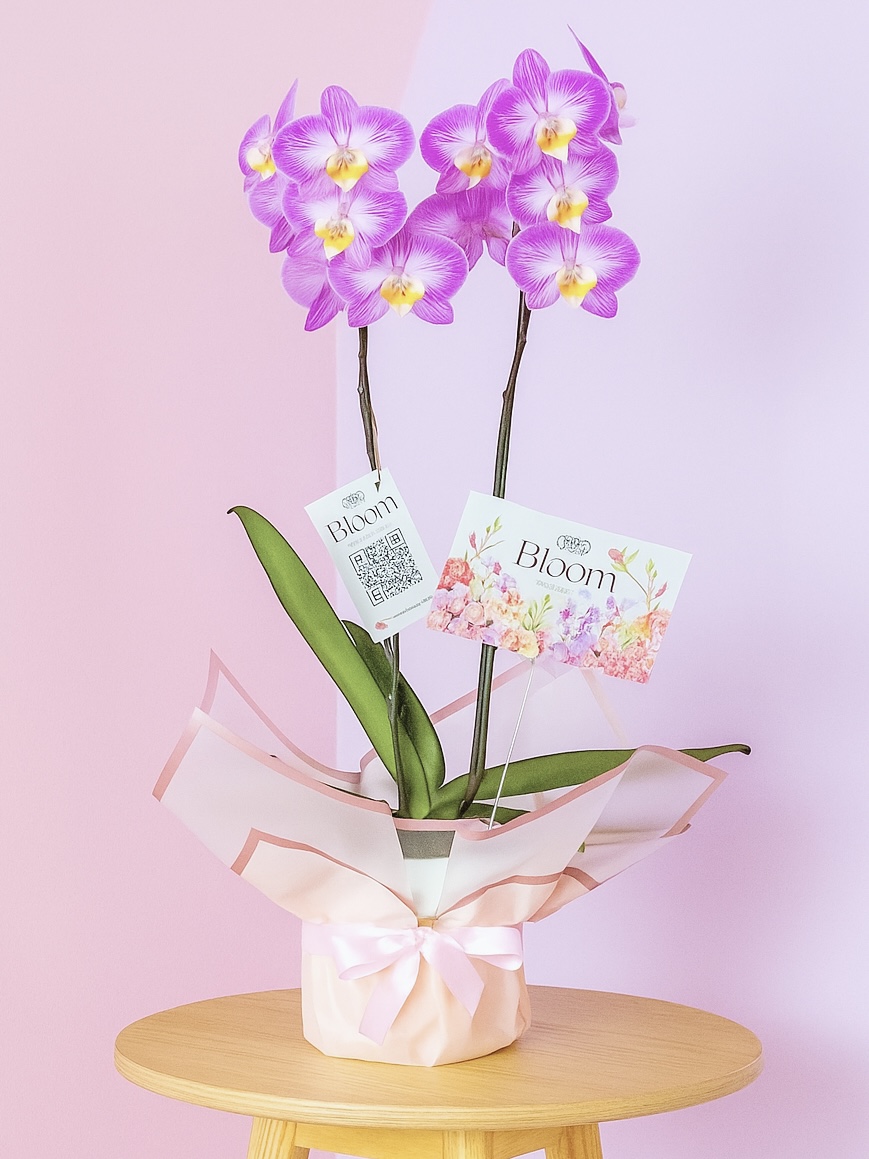 Orquídea Phalenopsis Violeta y Blanco