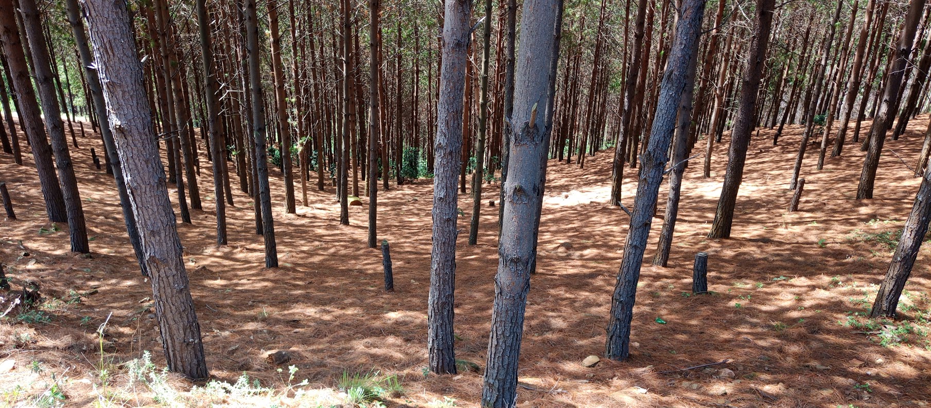 Pine Tree Plantation