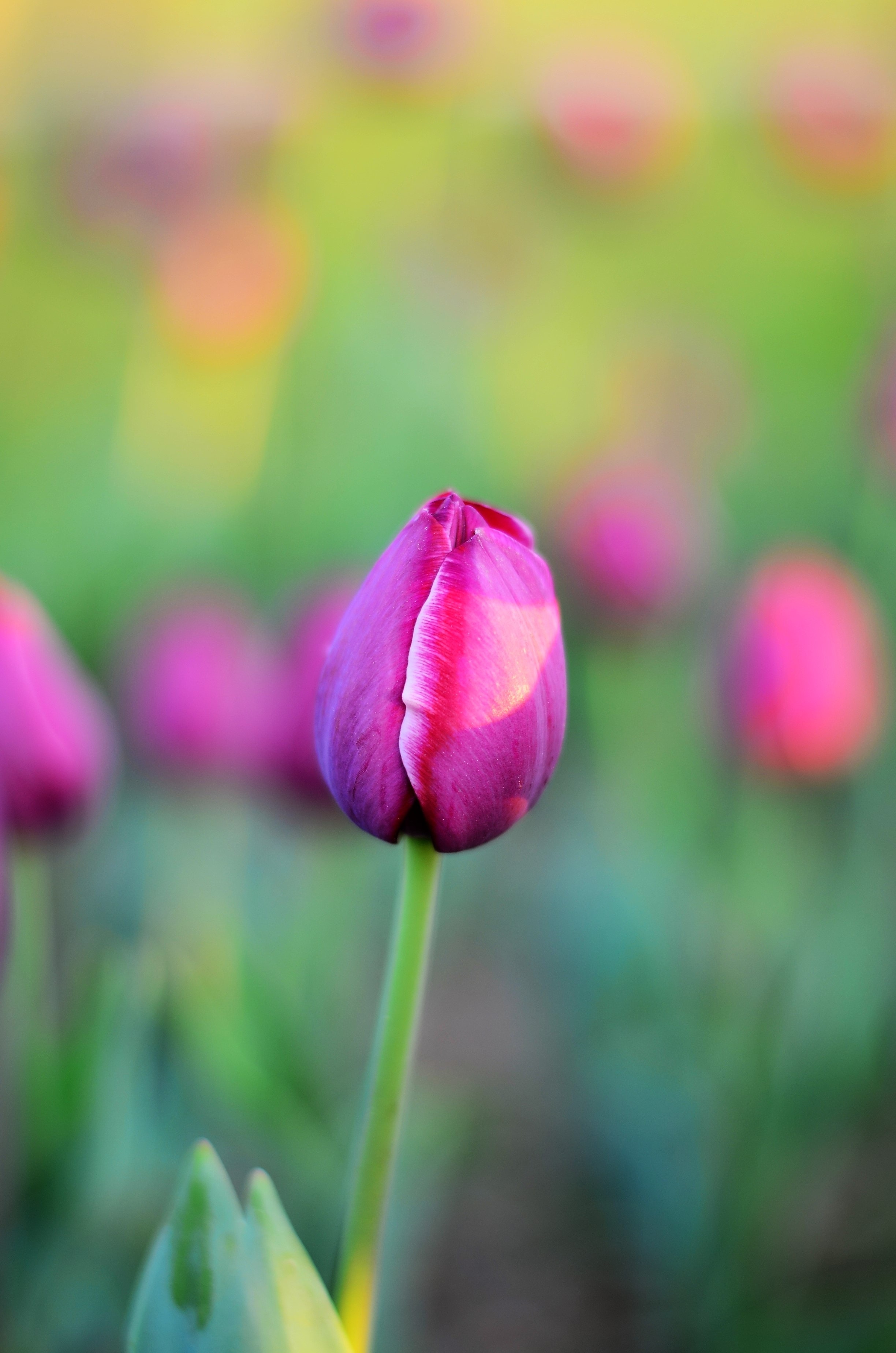 Purple Tulip Flower