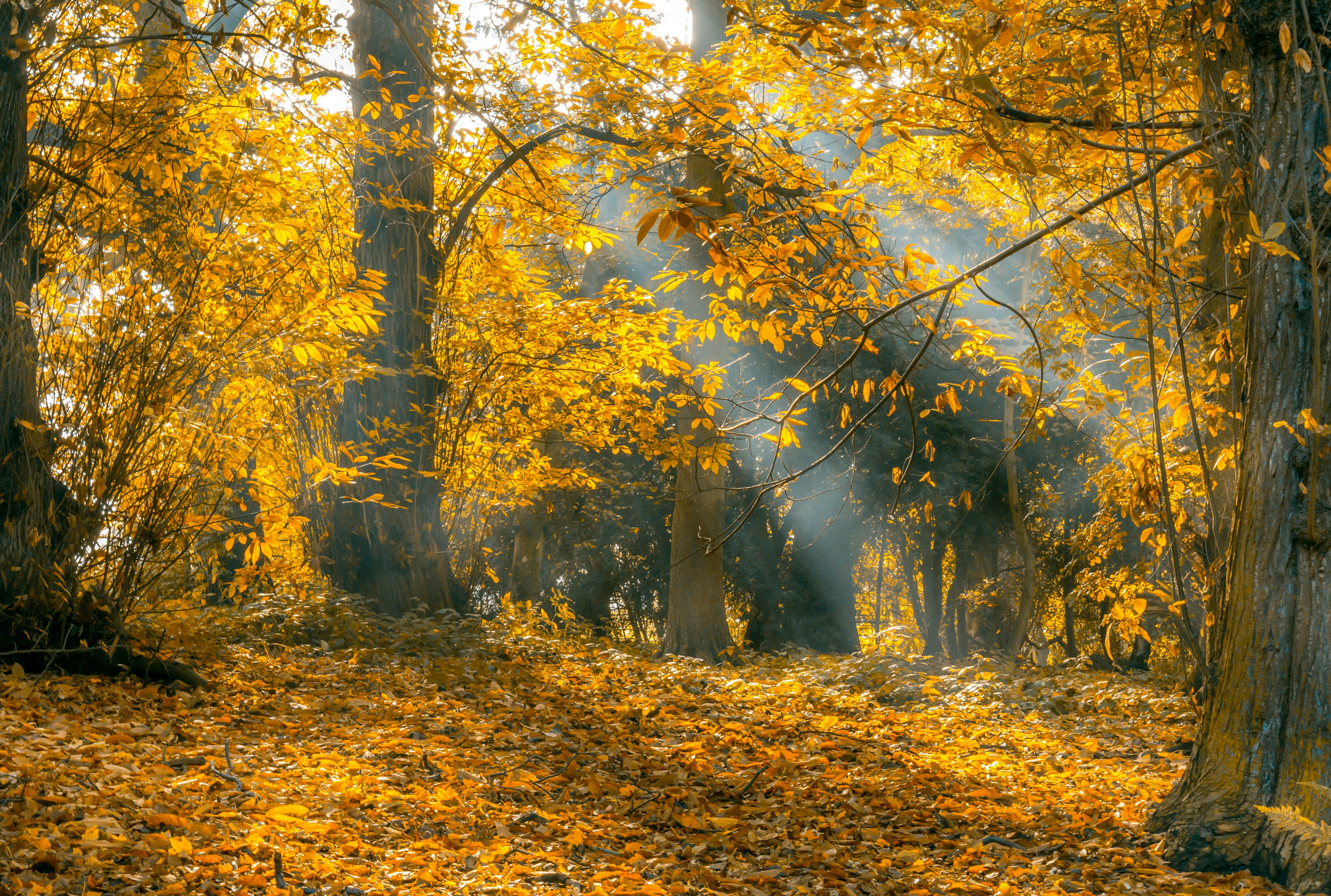 Nature 50 Images Folder