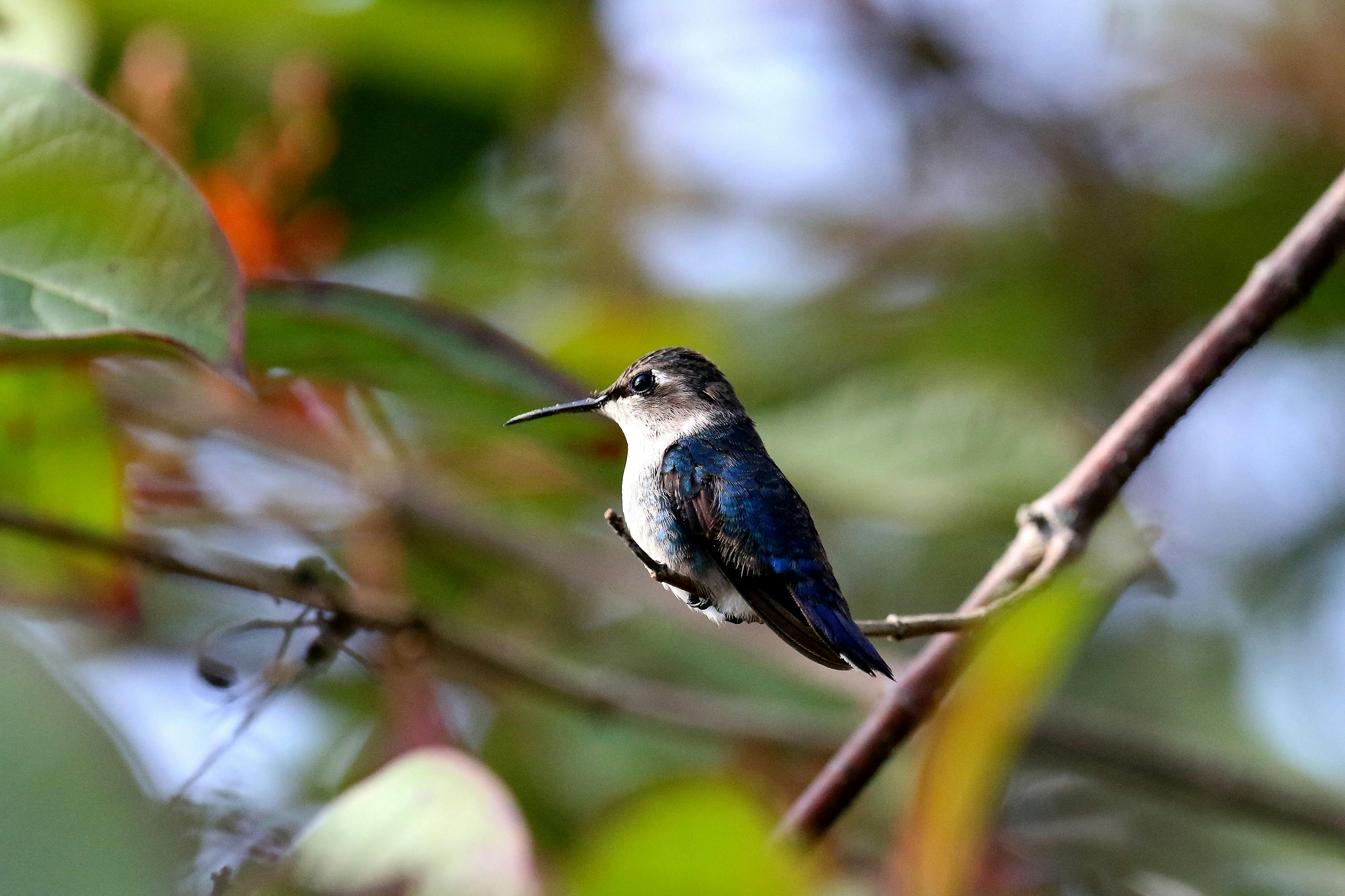 Birds 30 Images Folder