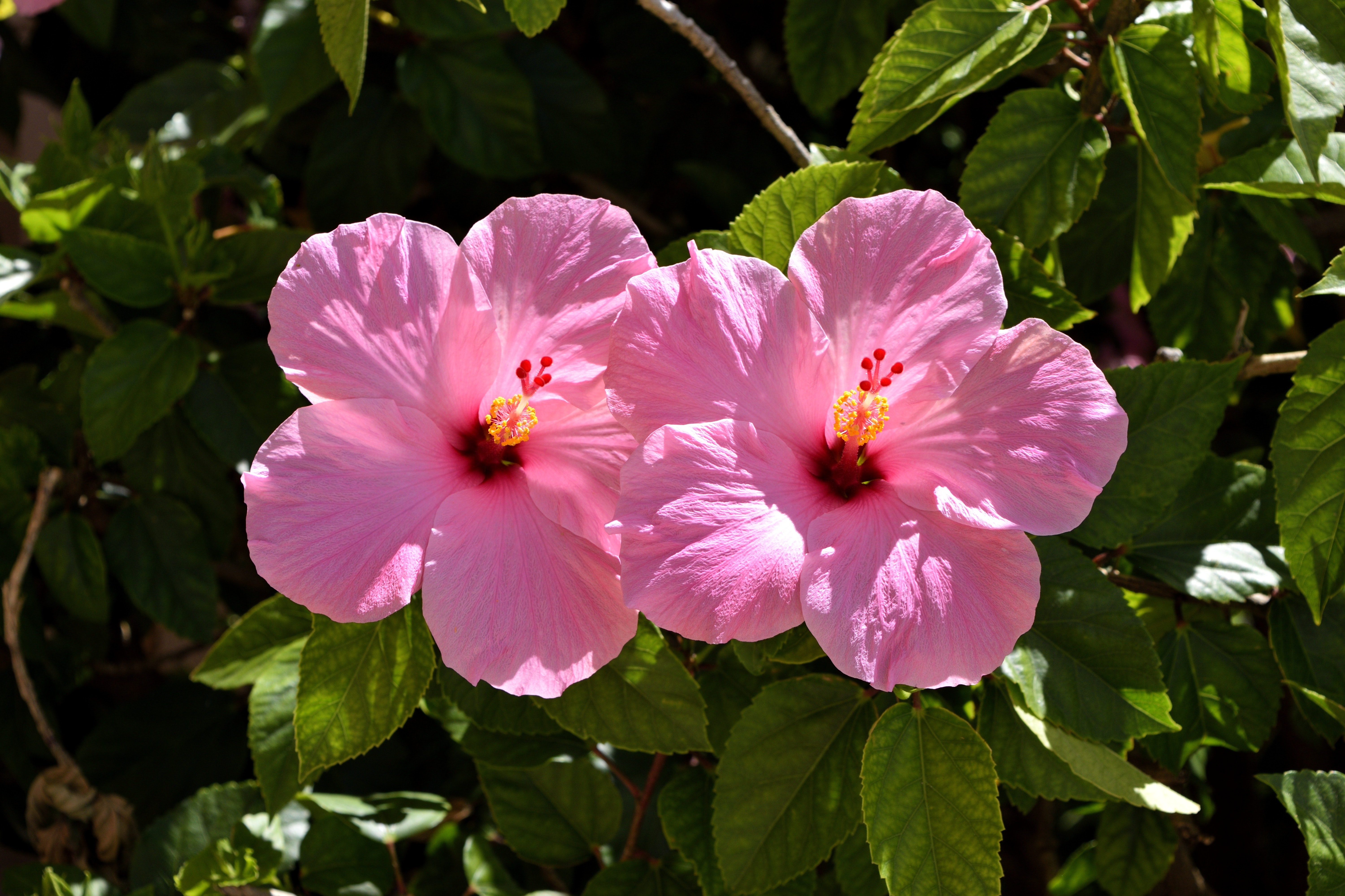 Flower 5 Image Folder Free