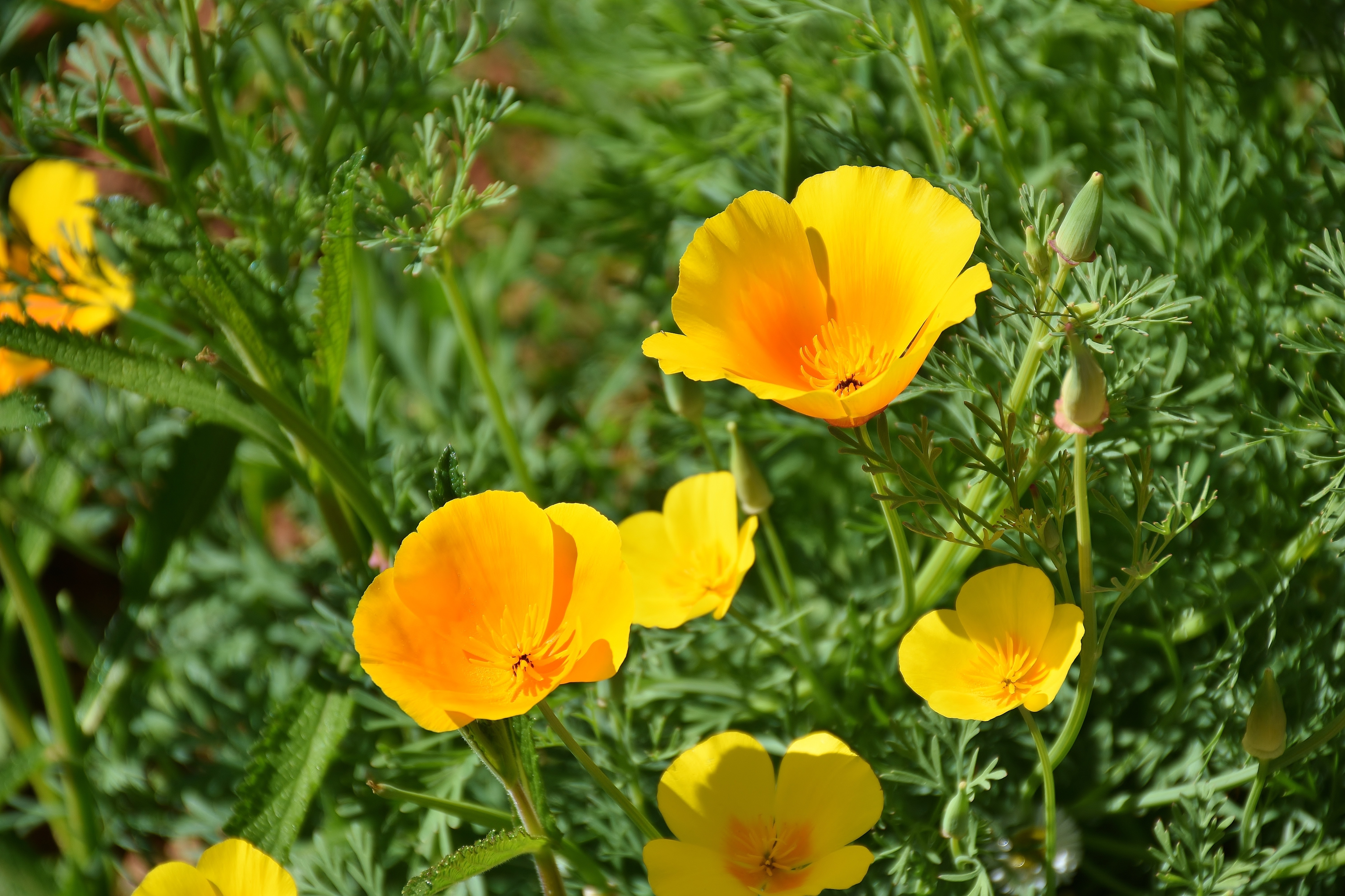 California poppy flowers