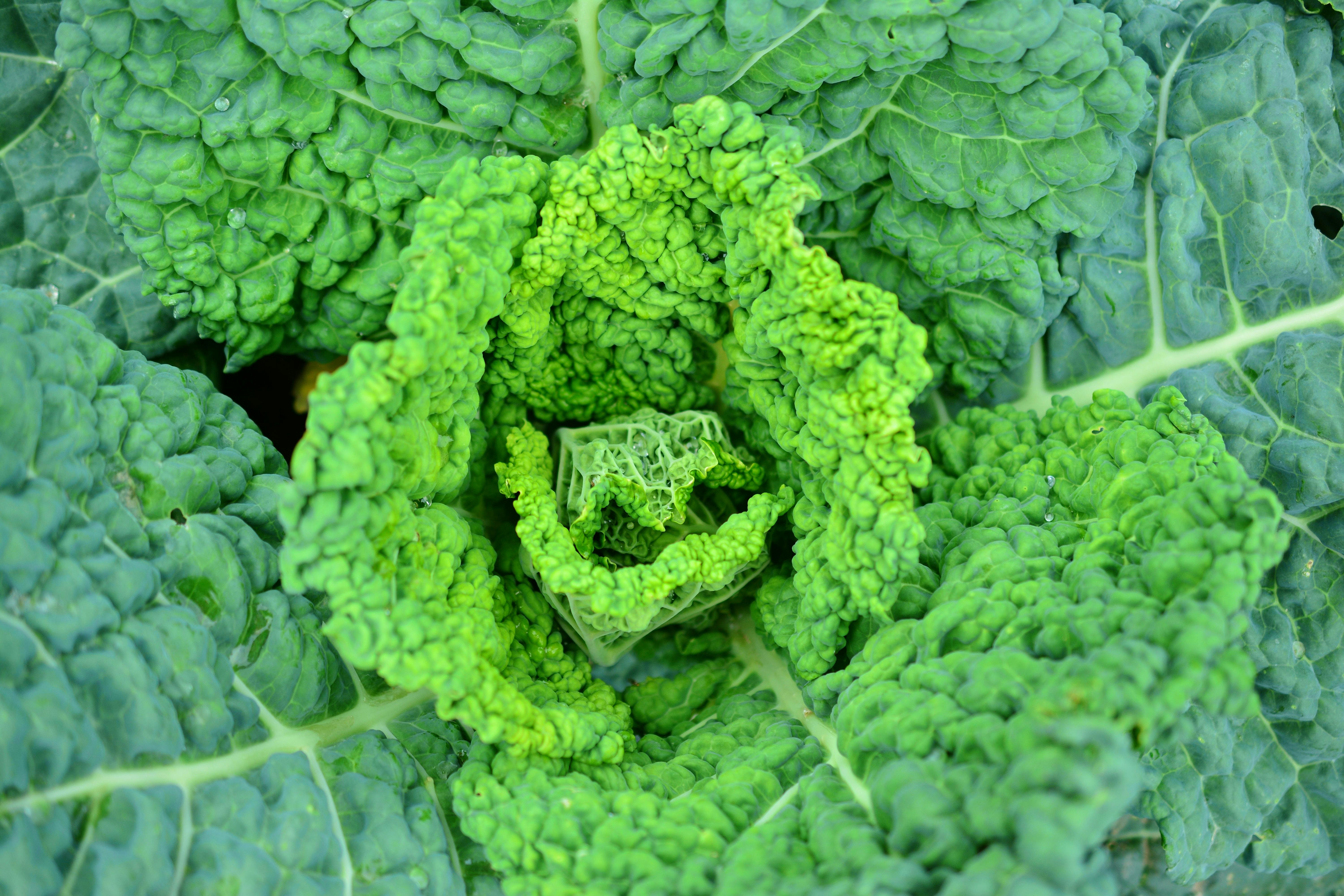 Savoy cabbage