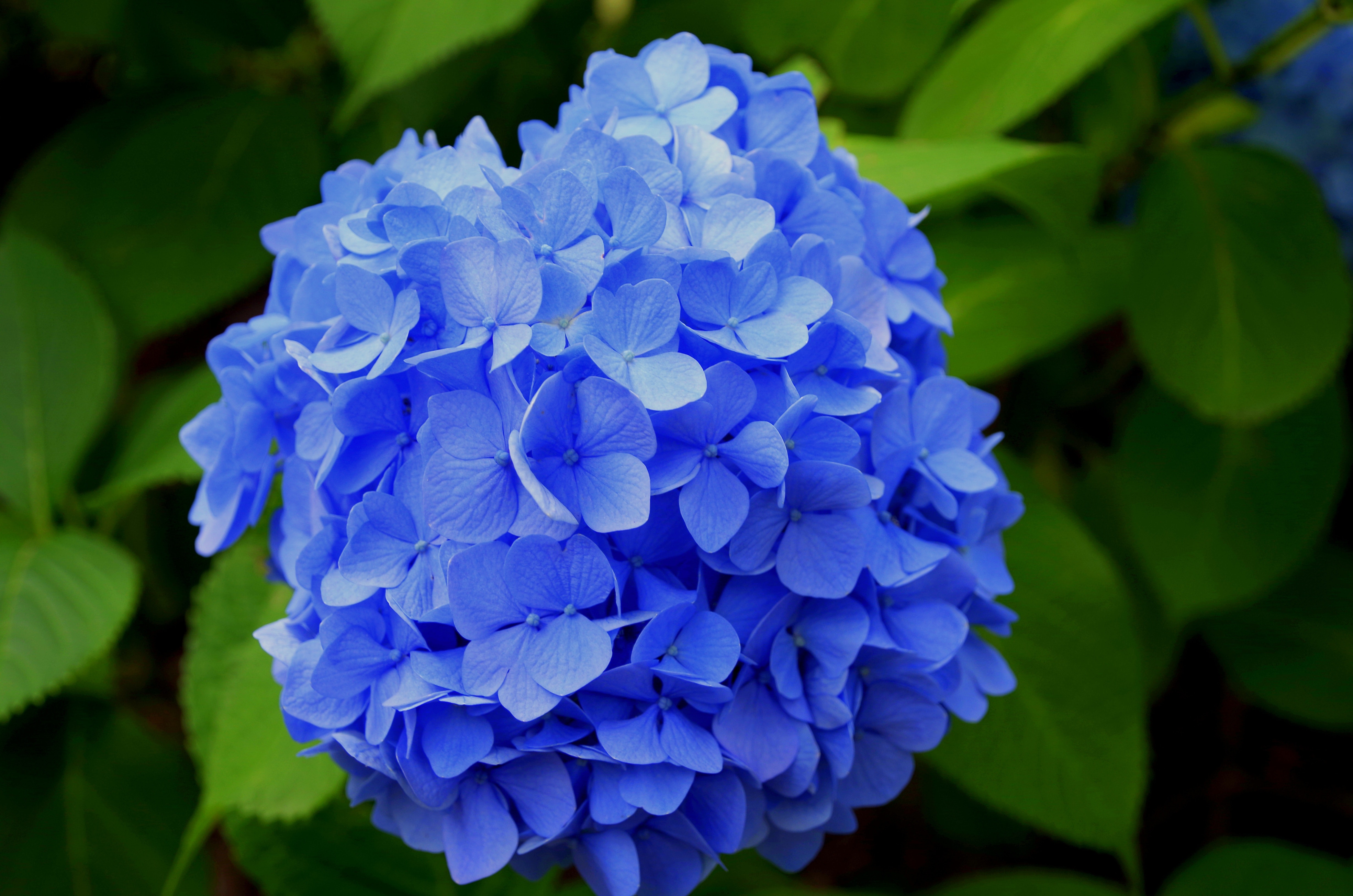 Flower 5 Image Folder Free