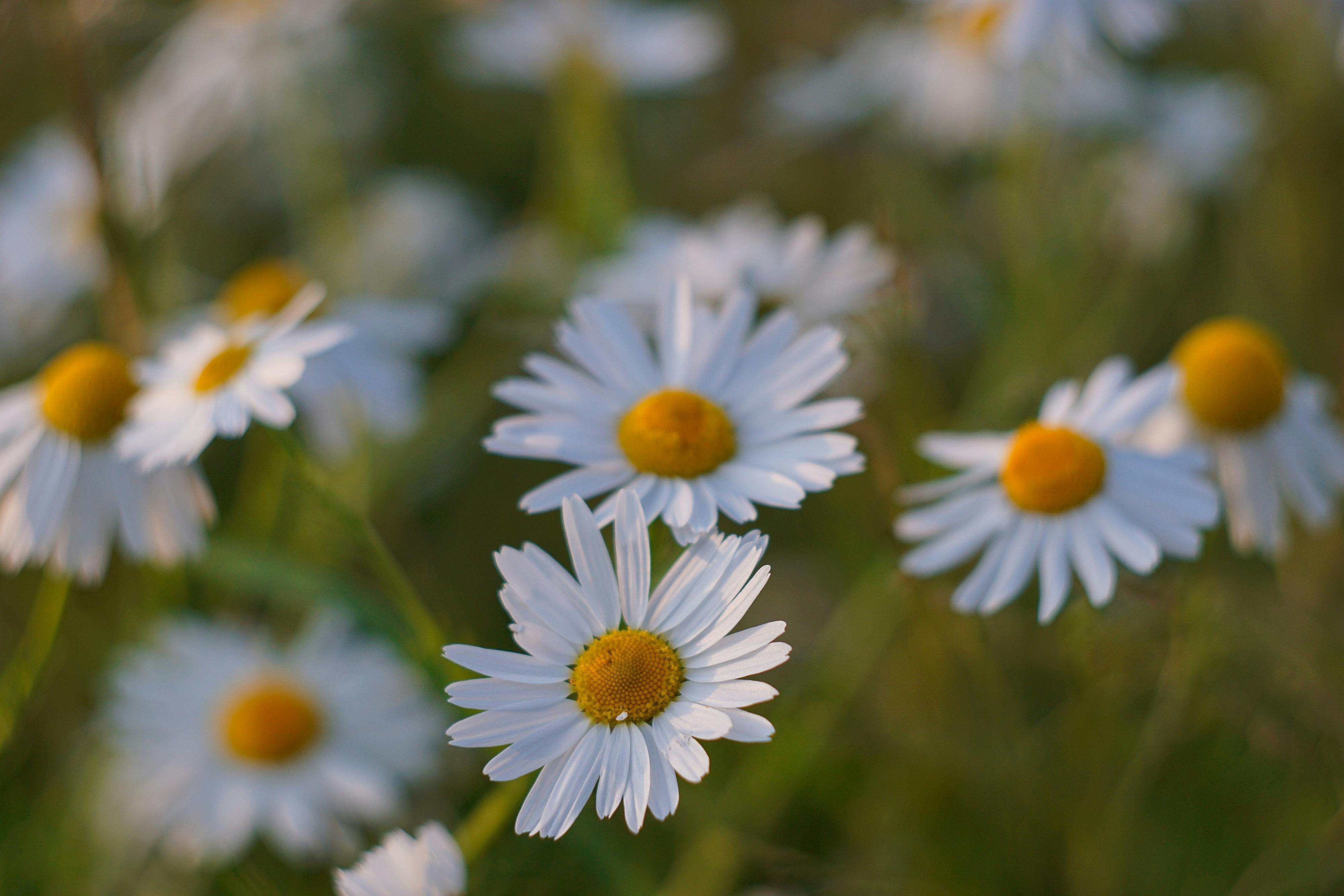 Fresh Daisies Bouquet Image