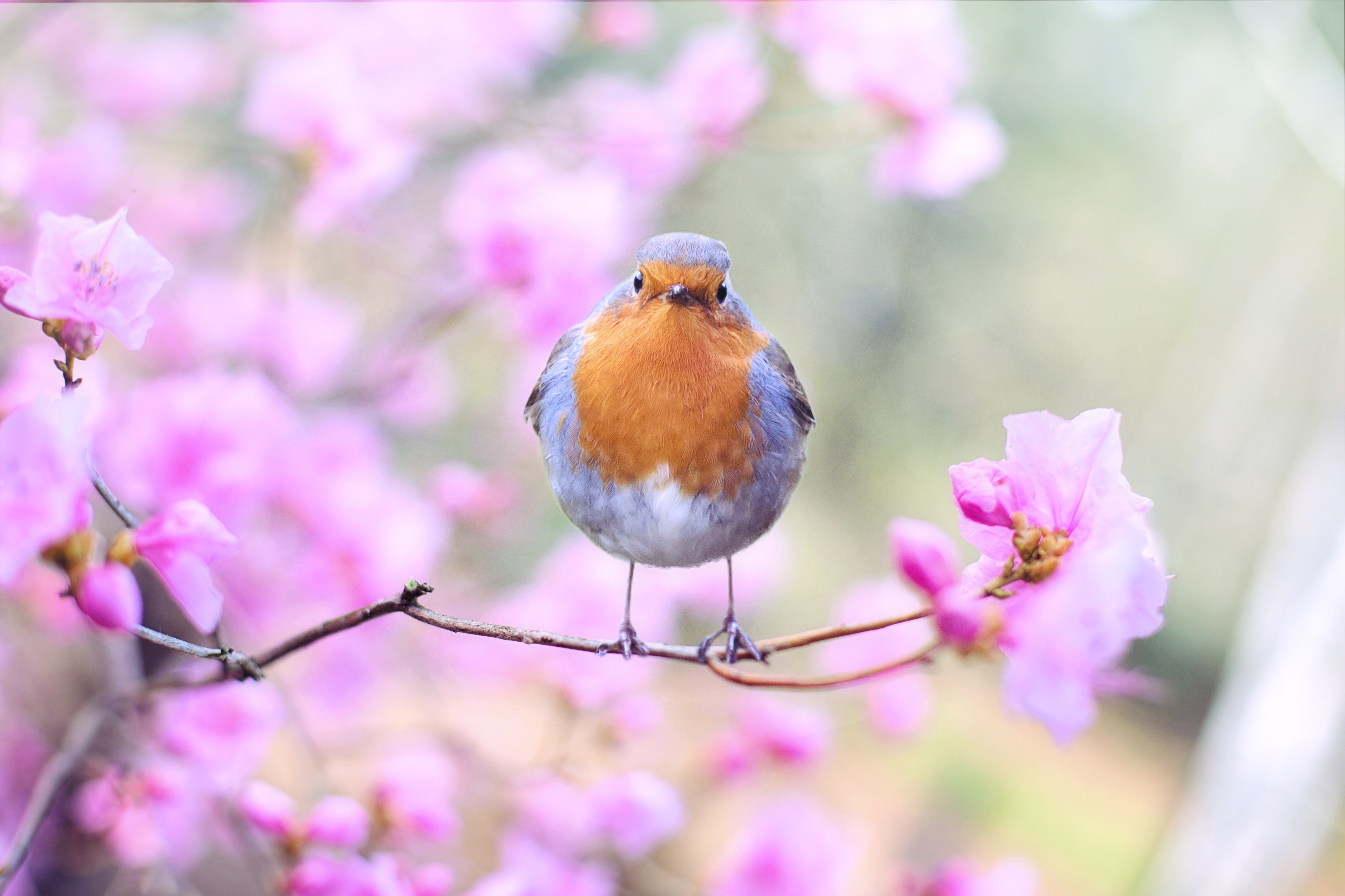Birds 10 Images Folder