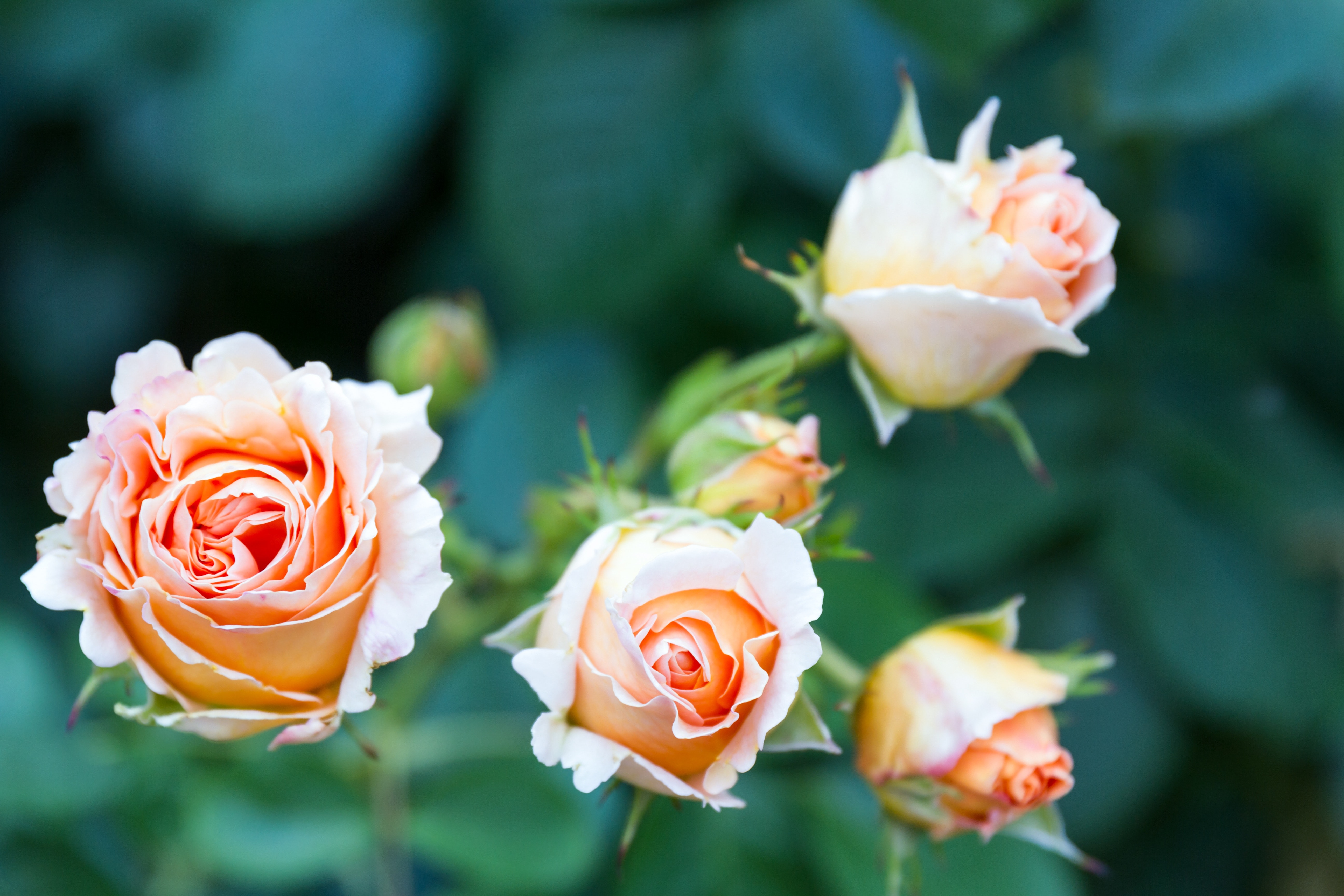 Flower 10 Image Folder
