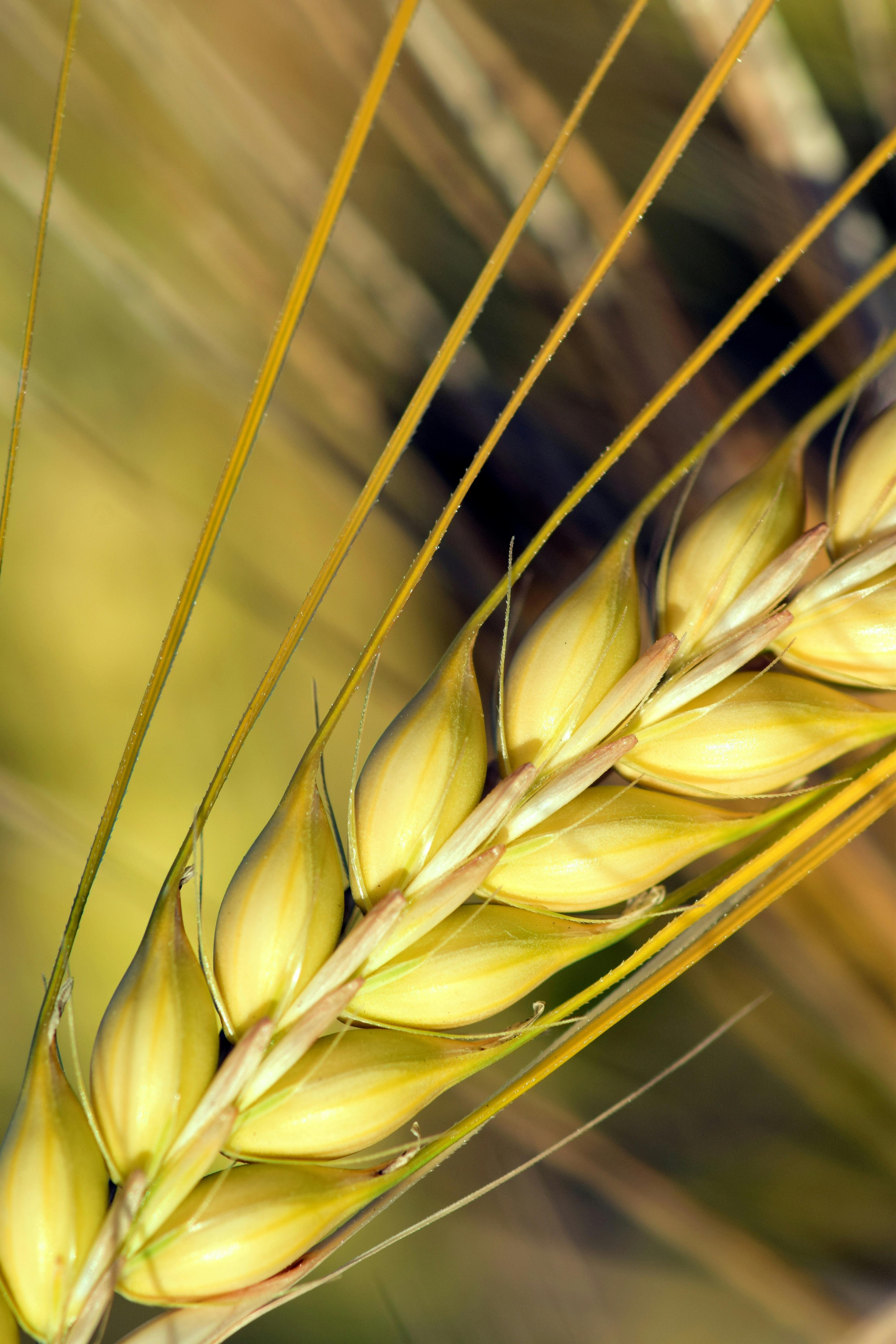 Barley grain