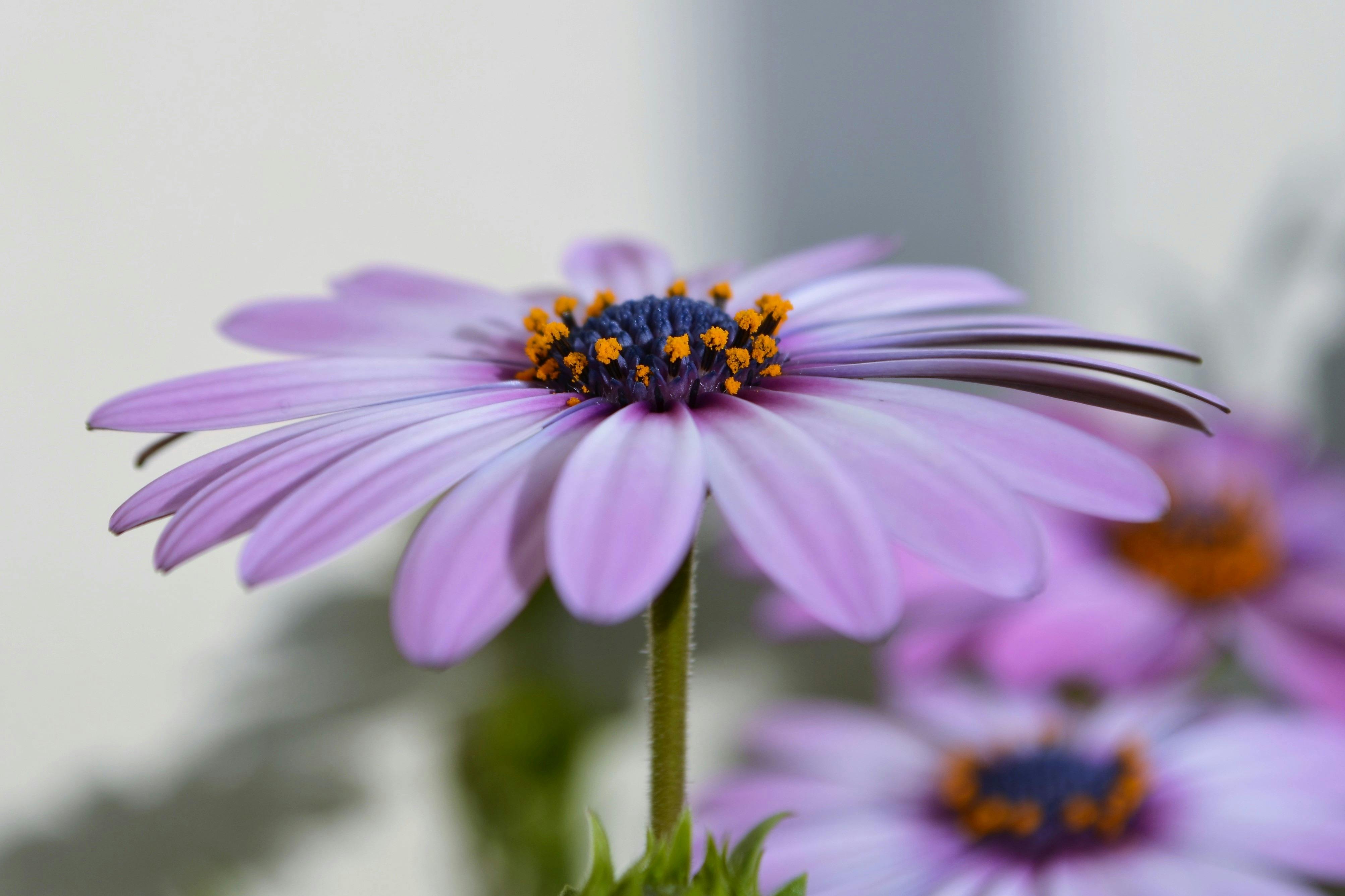 Purple Daisy Flower