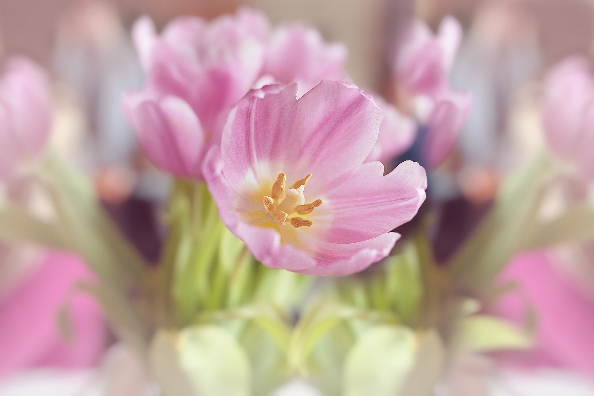 Pink tulip bouquet